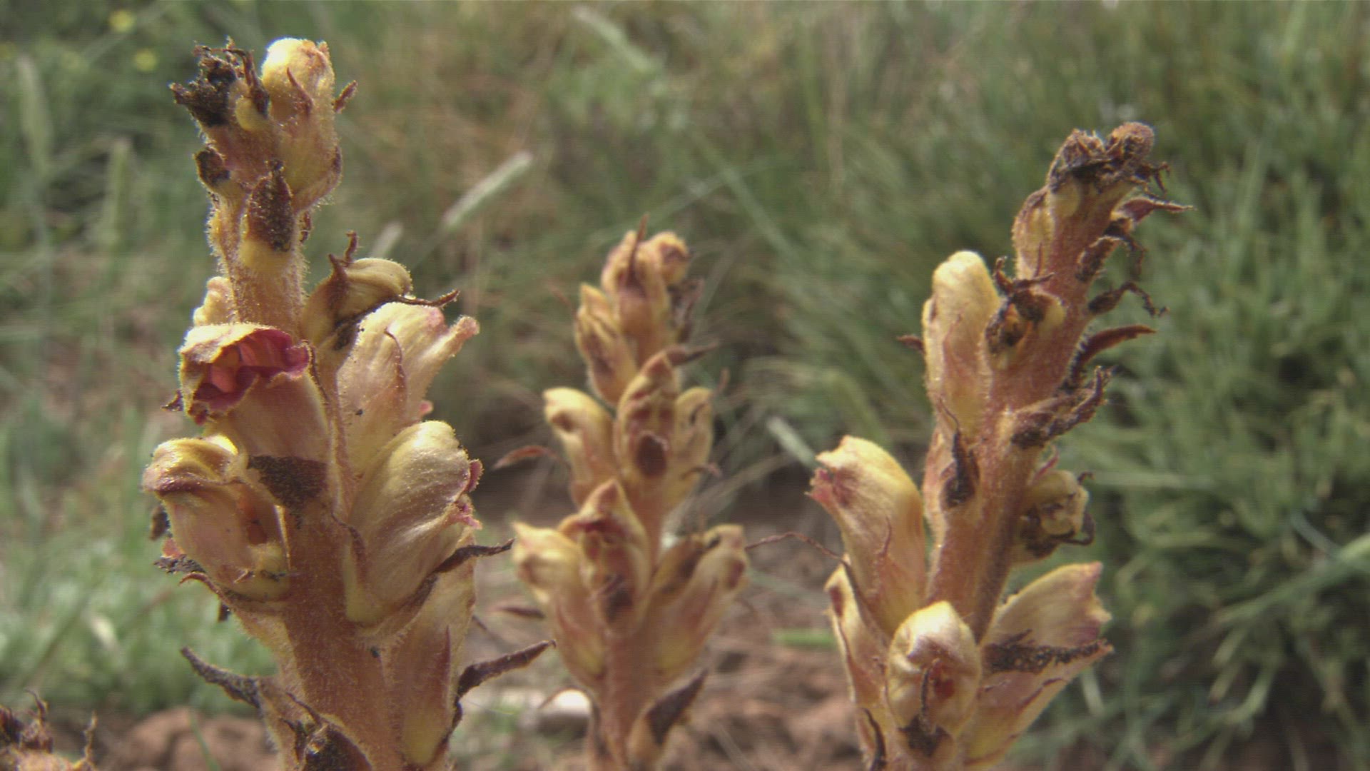 891767052 / Plant / Andalusia / Spain