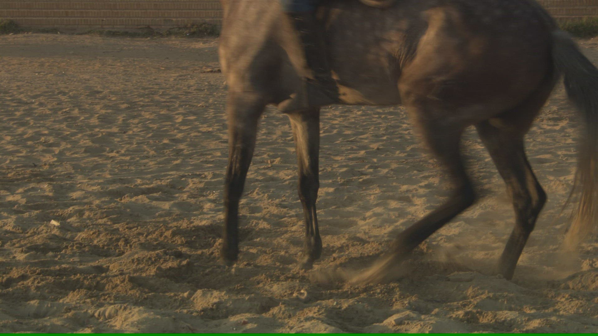 269765647 / Equestrian / Dressage / Andalusia / Spain