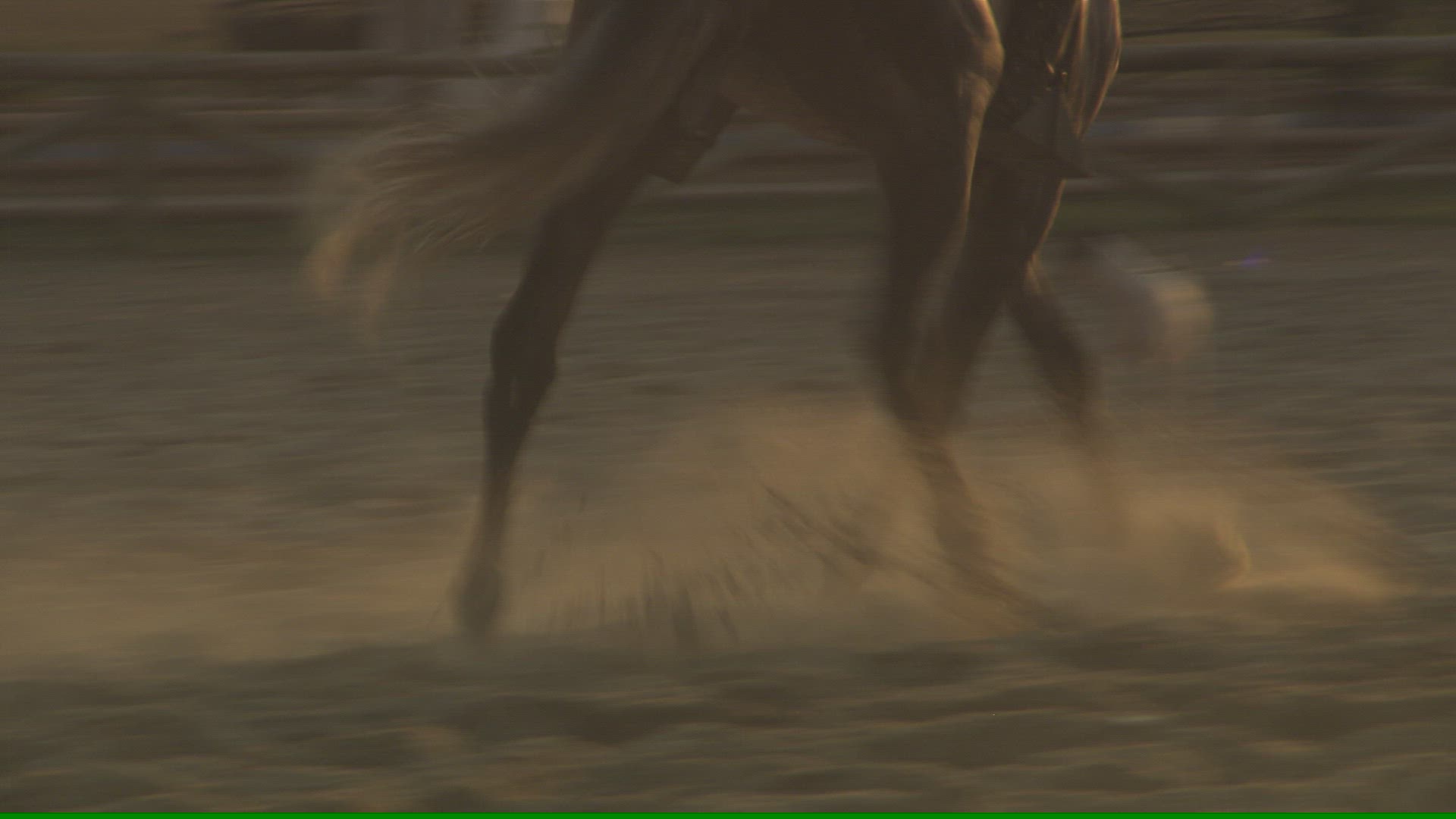 644796628 / Equestrian / Dressage / Andalusia / Spain