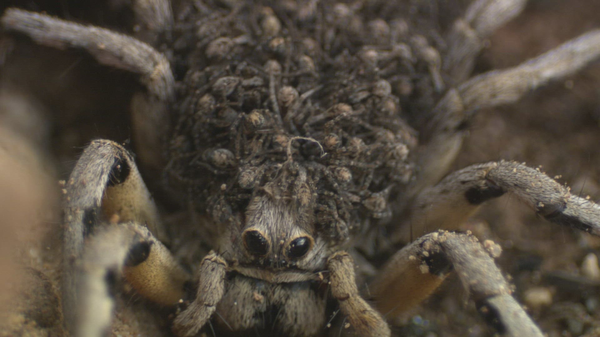 528629865 / Tarantula / Andalusia / Spain