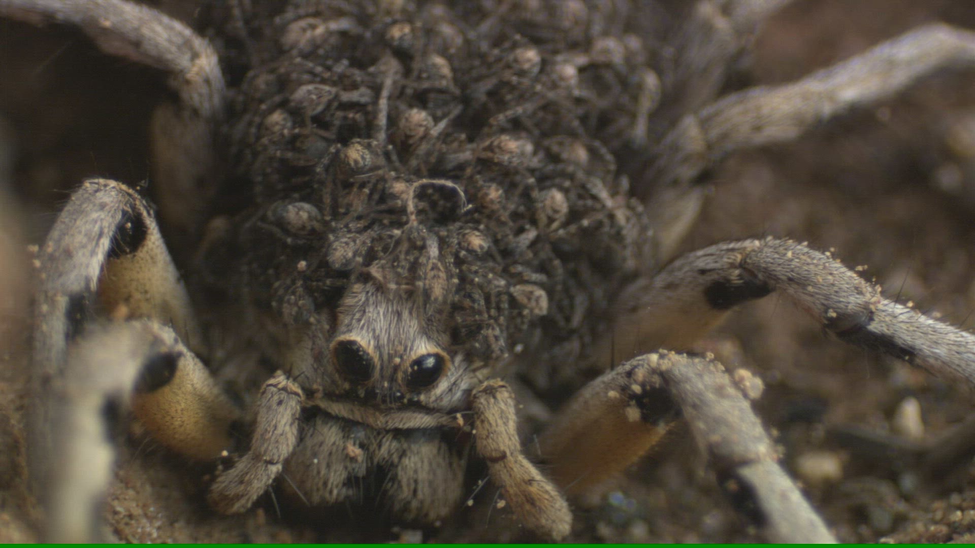 199348191 / Tarantula / Andalusia / Spain