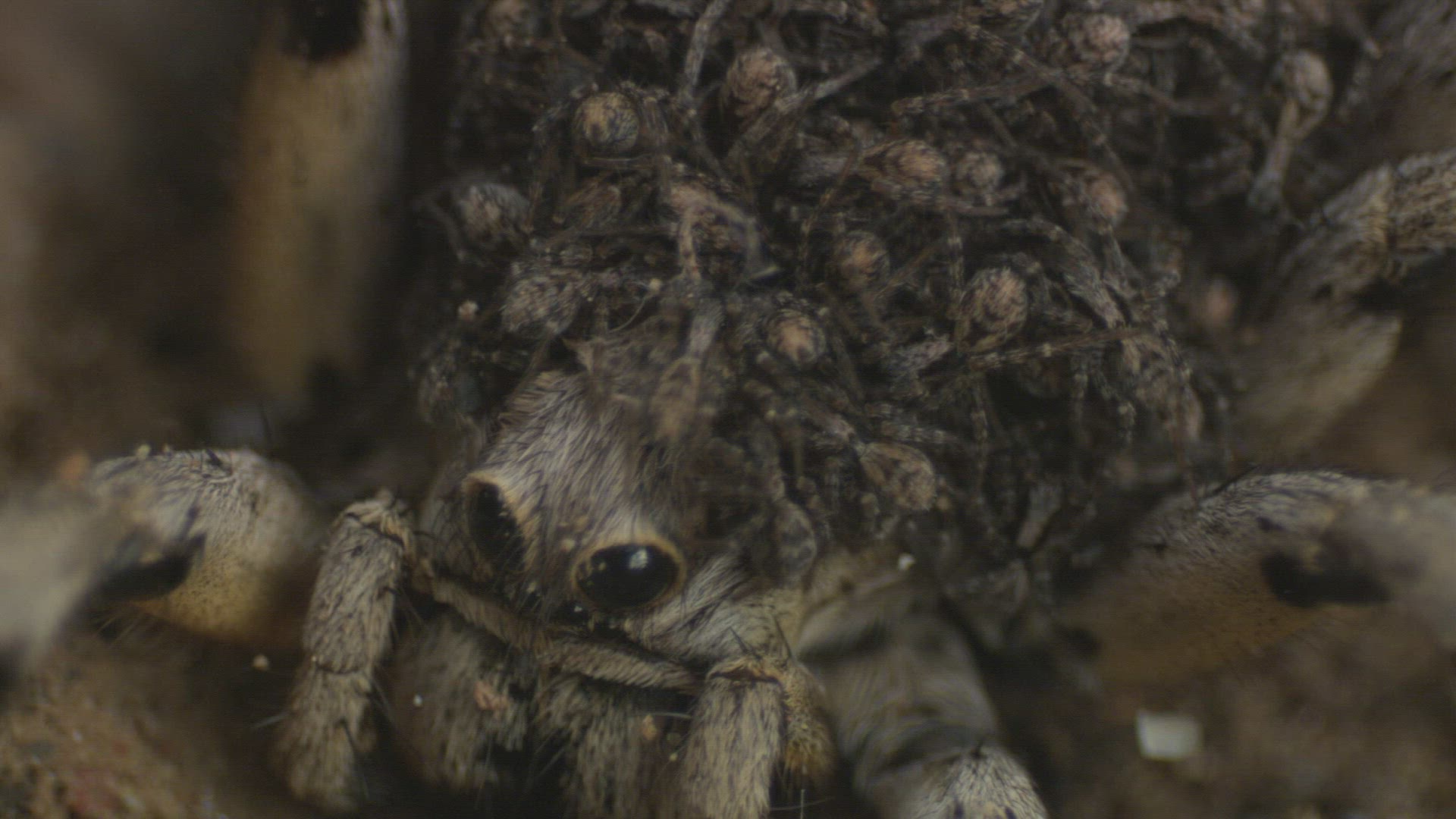 247224426 / Tarantula / Andalusia / Spain