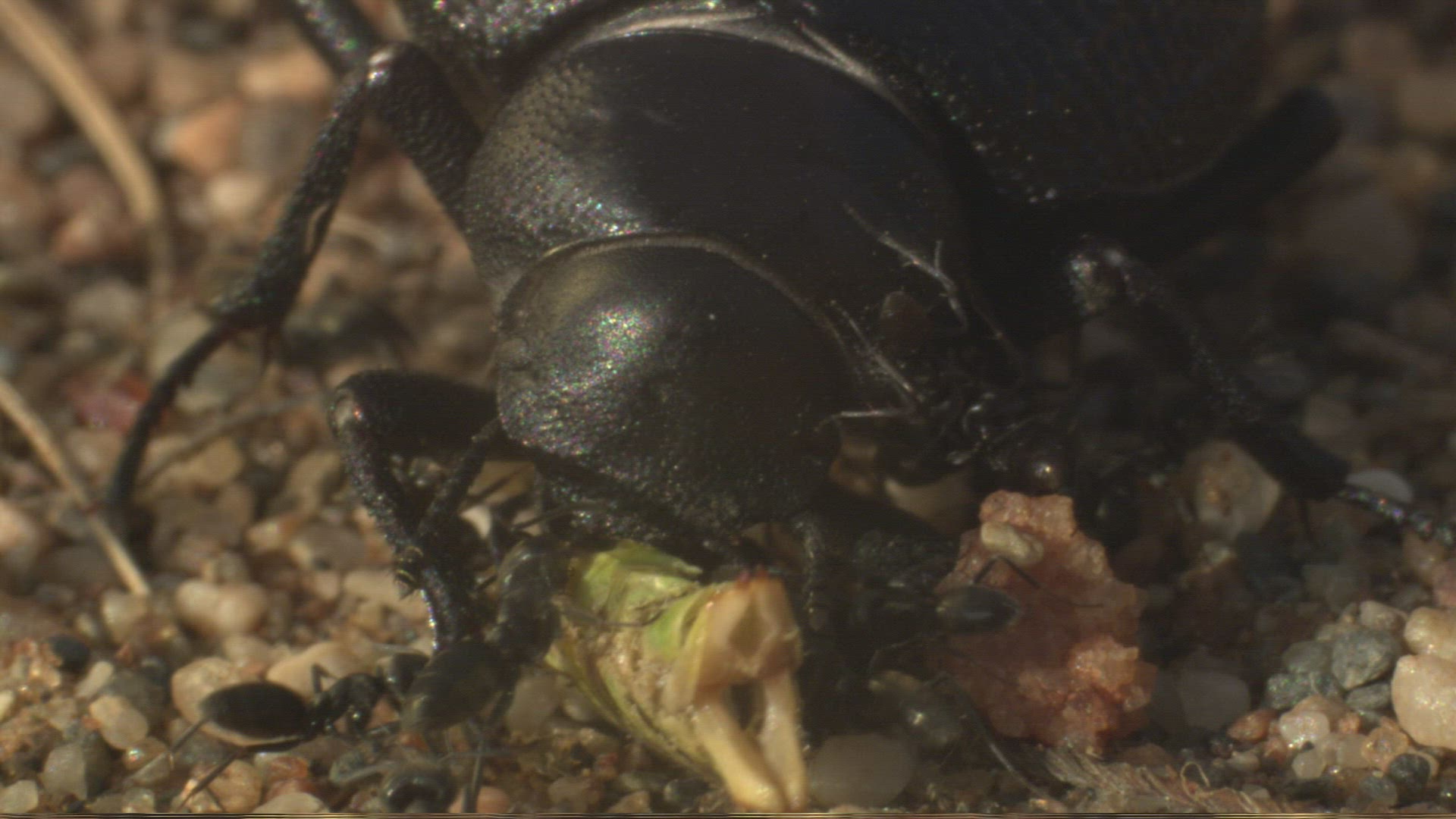 981964856 / Darkling Beetles / Ant / Andalusia / Spain