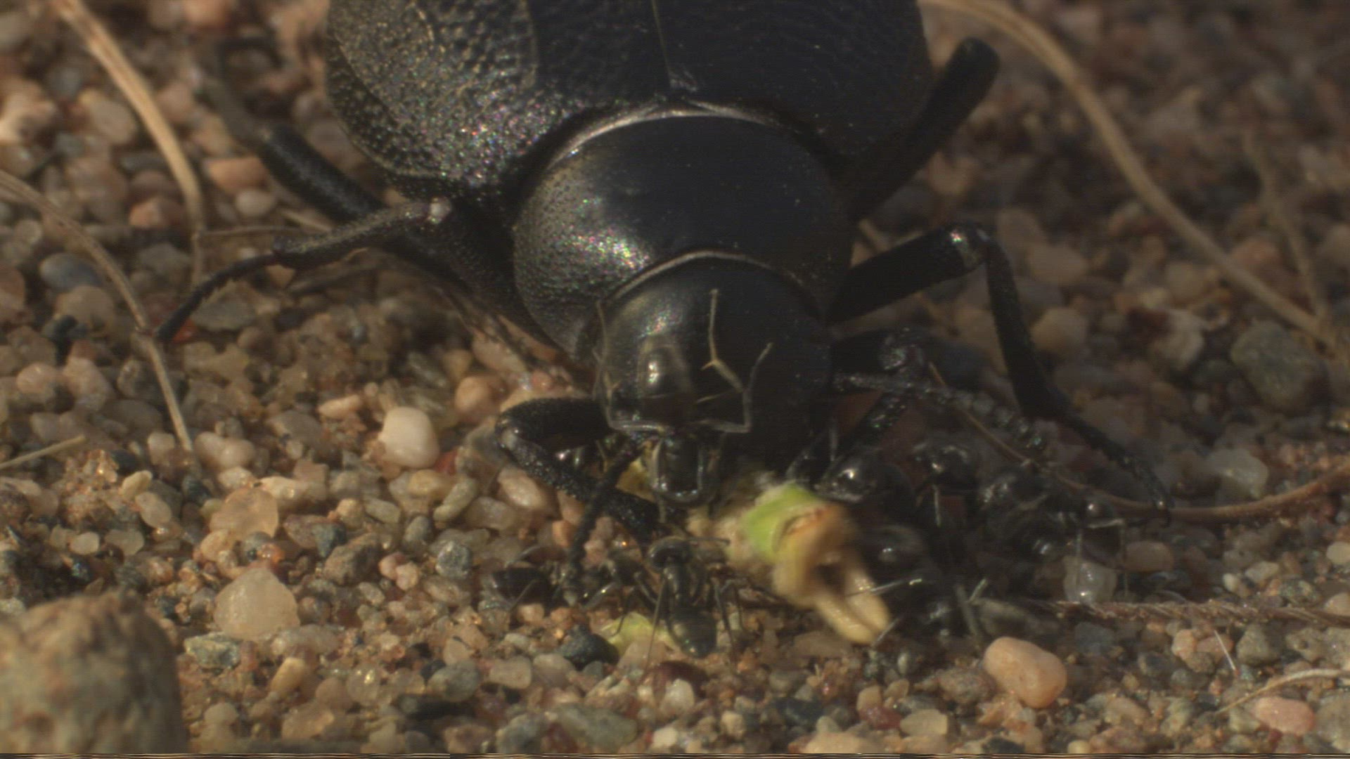 215077215 / Darkling Beetles / Ant / Andalusia / Spain