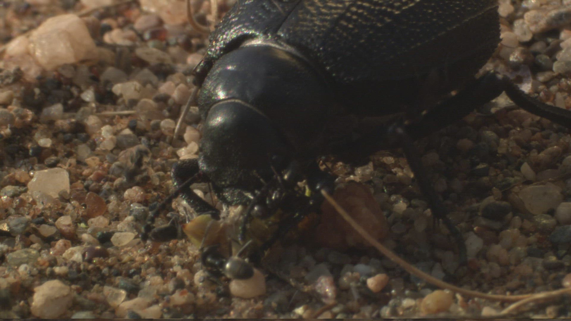 354119466 / Darkling Beetles / Ant / Andalusia / Spain