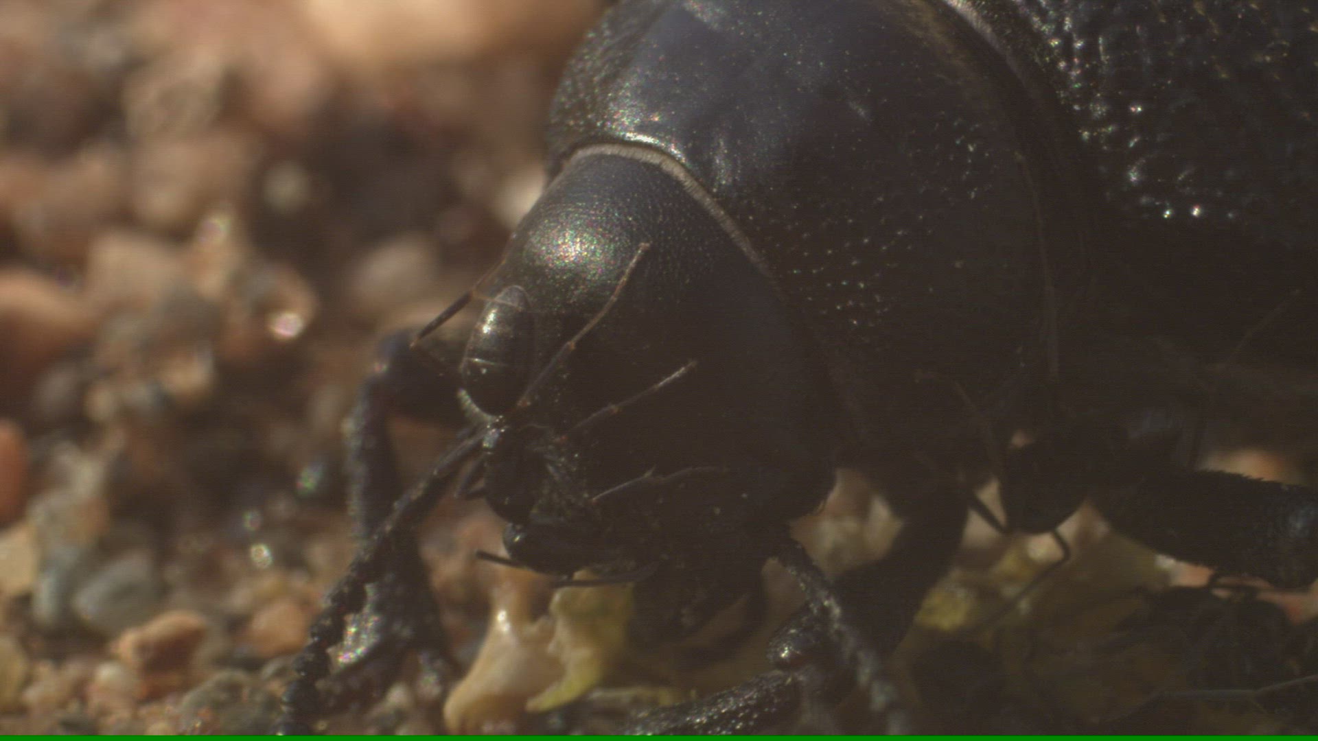 940767761 / Darkling Beetles / Ant / Andalusia / Spain