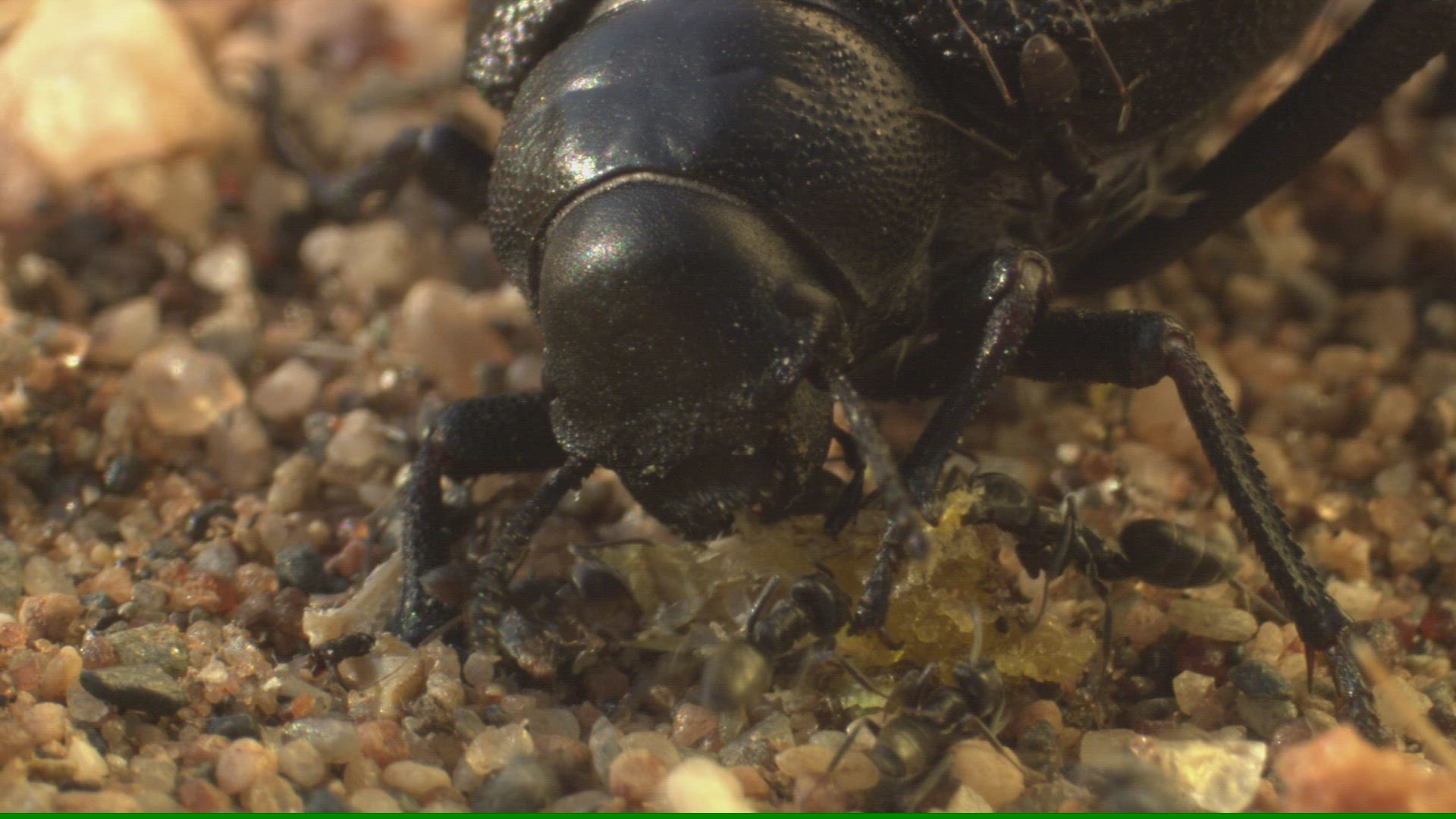 927236518 / Darkling Beetles / Ant / Andalusia / Spain