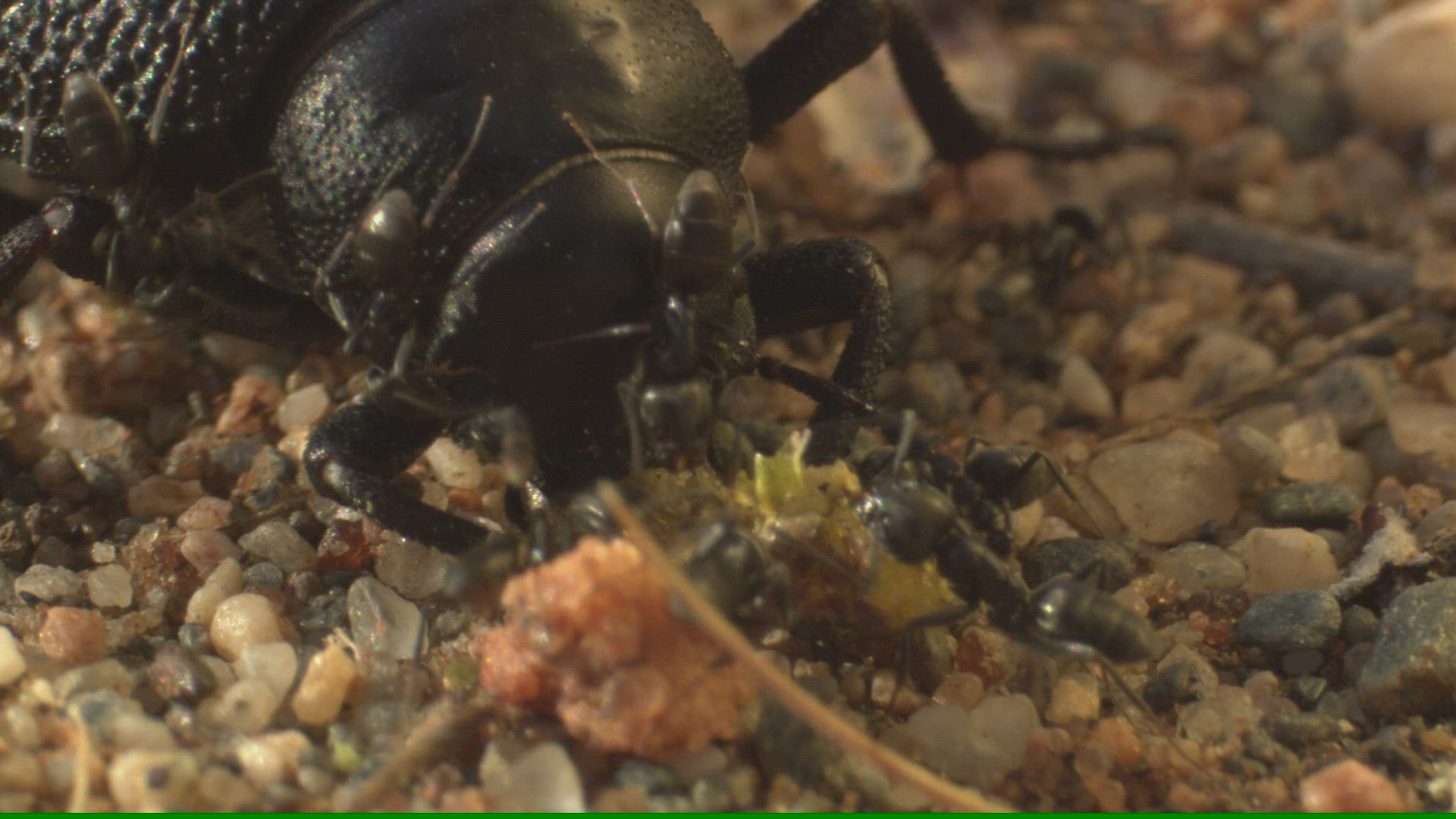 383307310 / Darkling Beetles / Ant / Andalusia / Spain