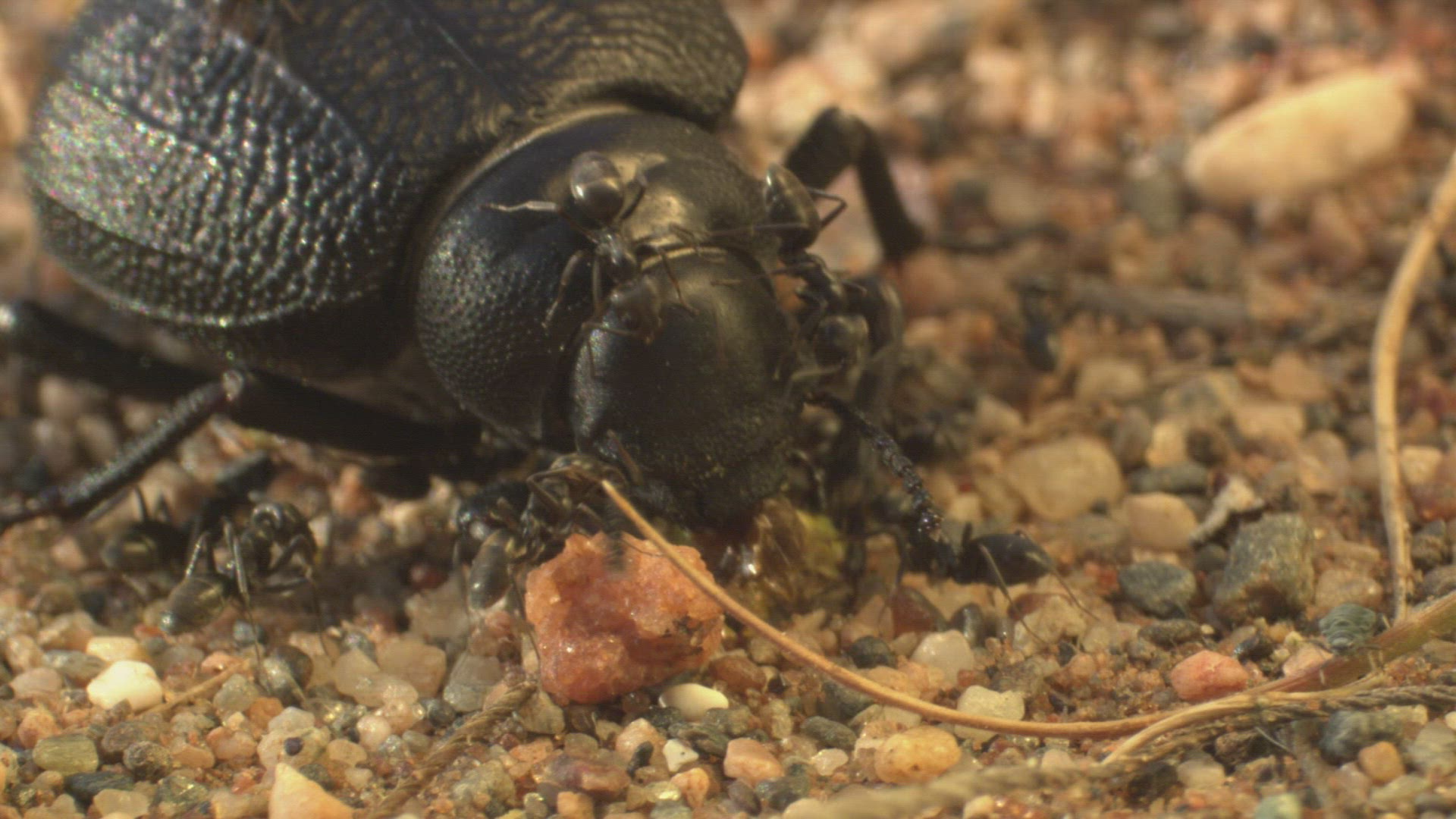 959284381 / Darkling Beetles / Ant / Andalusia / Spain