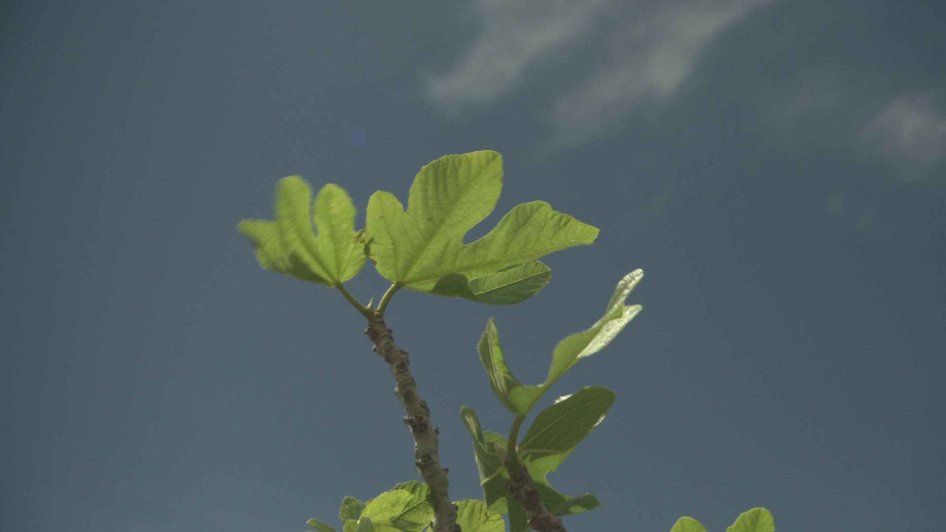 450942481 / Bush / Andalusia / Spain