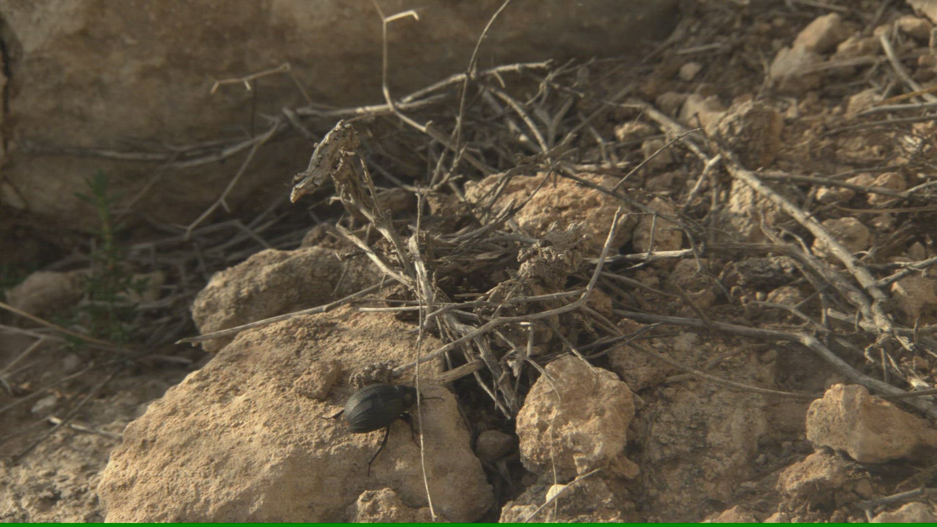 941451122 / Darkling Beetles / Andalusia / Spain