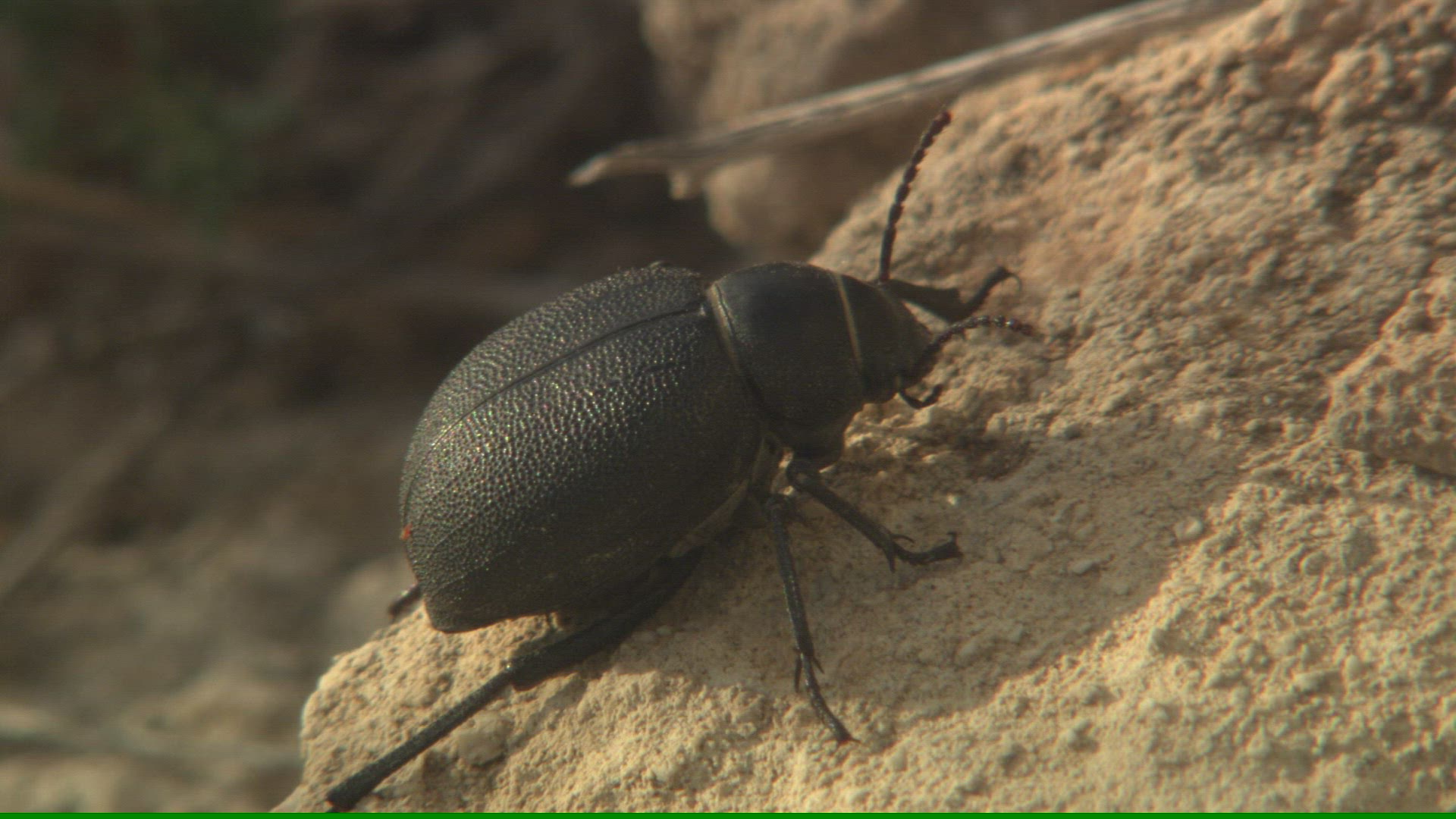 156579164 / Darkling Beetles / Andalusia / Spain