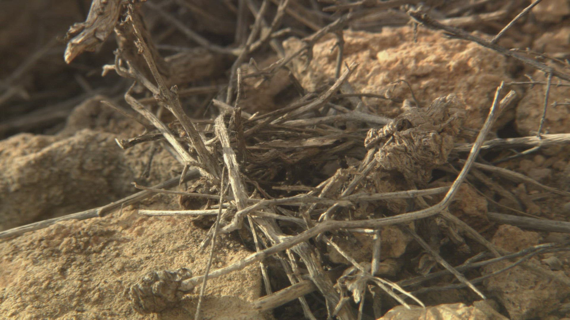 214751077 / Darkling Beetles / Andalusia / Spain