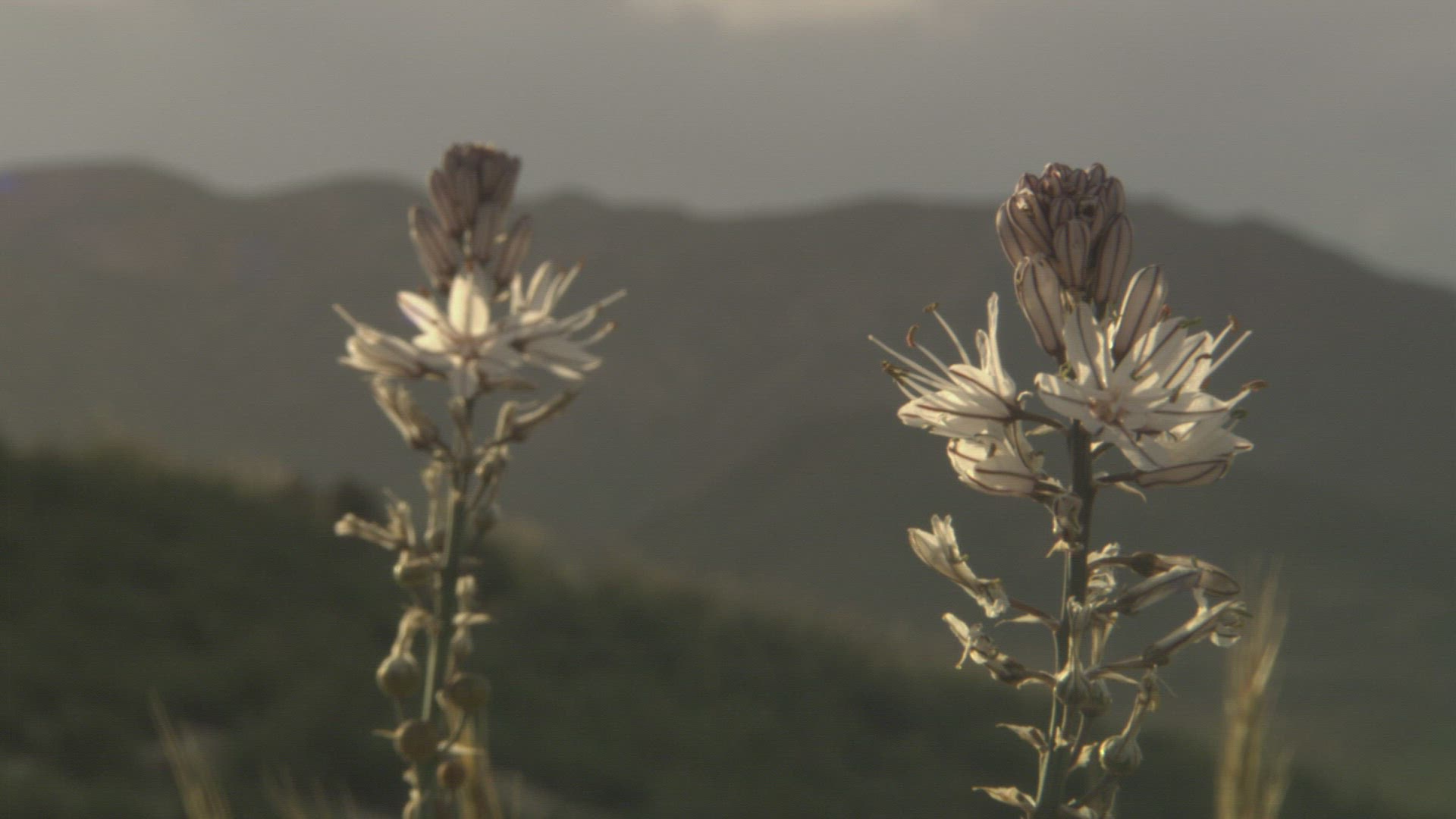 106327313 / Flower / Andalusia / Spain