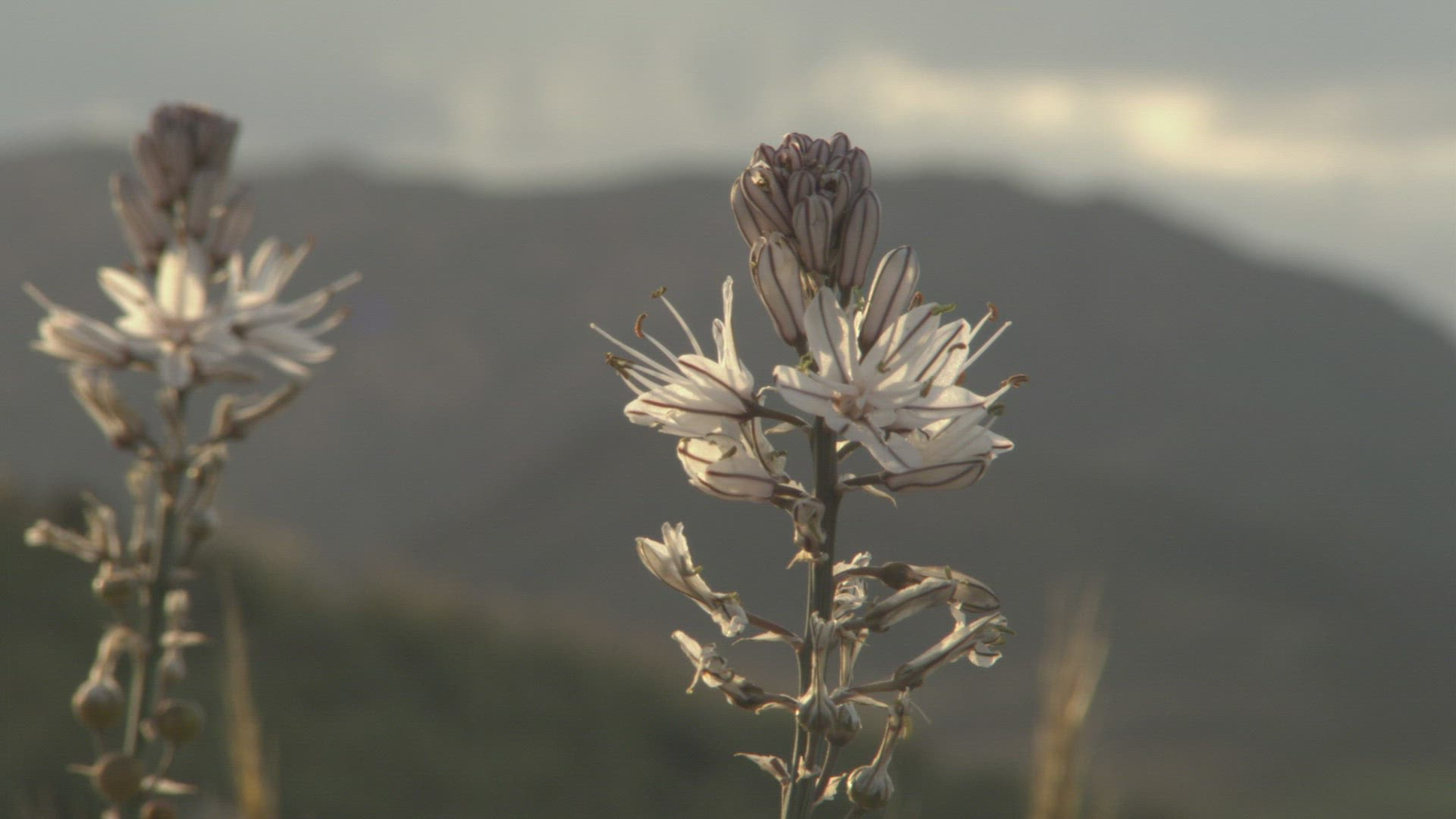 590449518 / Flower / Andalusia / Spain