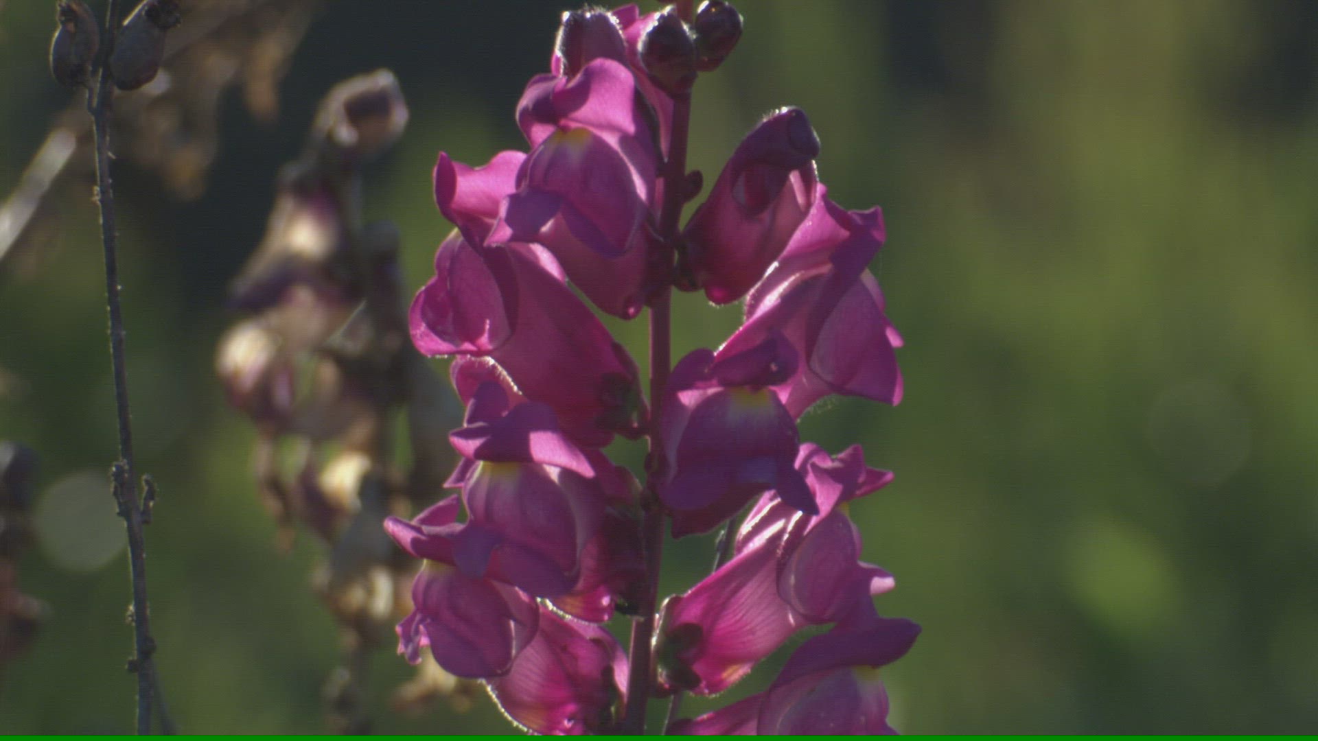 812287593 / Flower / Andalusia / Spain