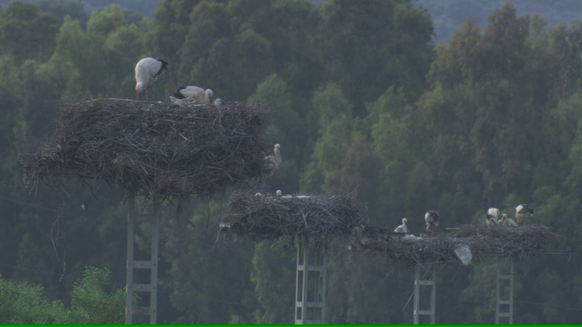 542340696 / White Stork / Storks' Nest / Andalusia / Spain