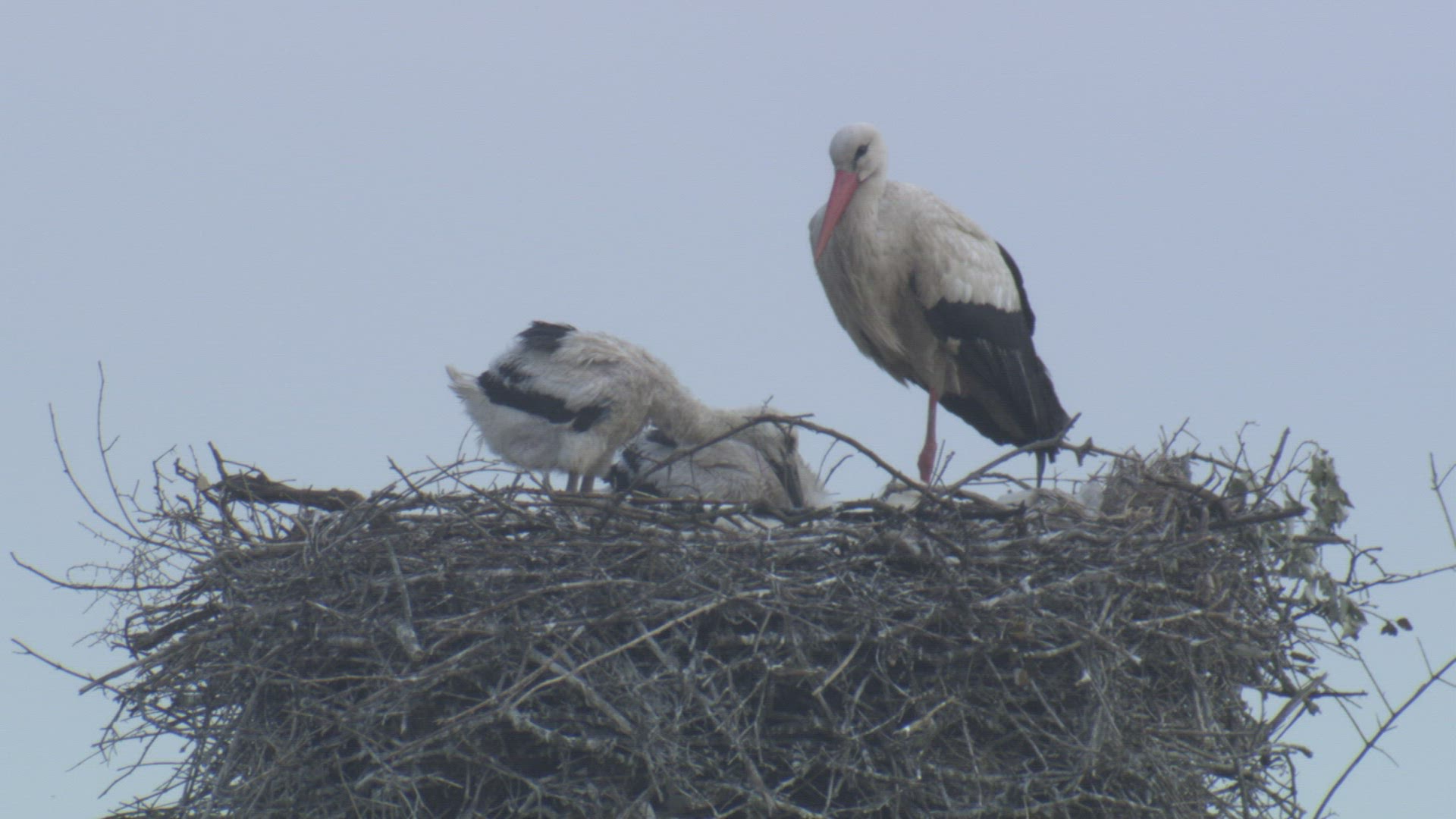 321022286 / White Stork / Storks' Nest / Andalusia / Spain
