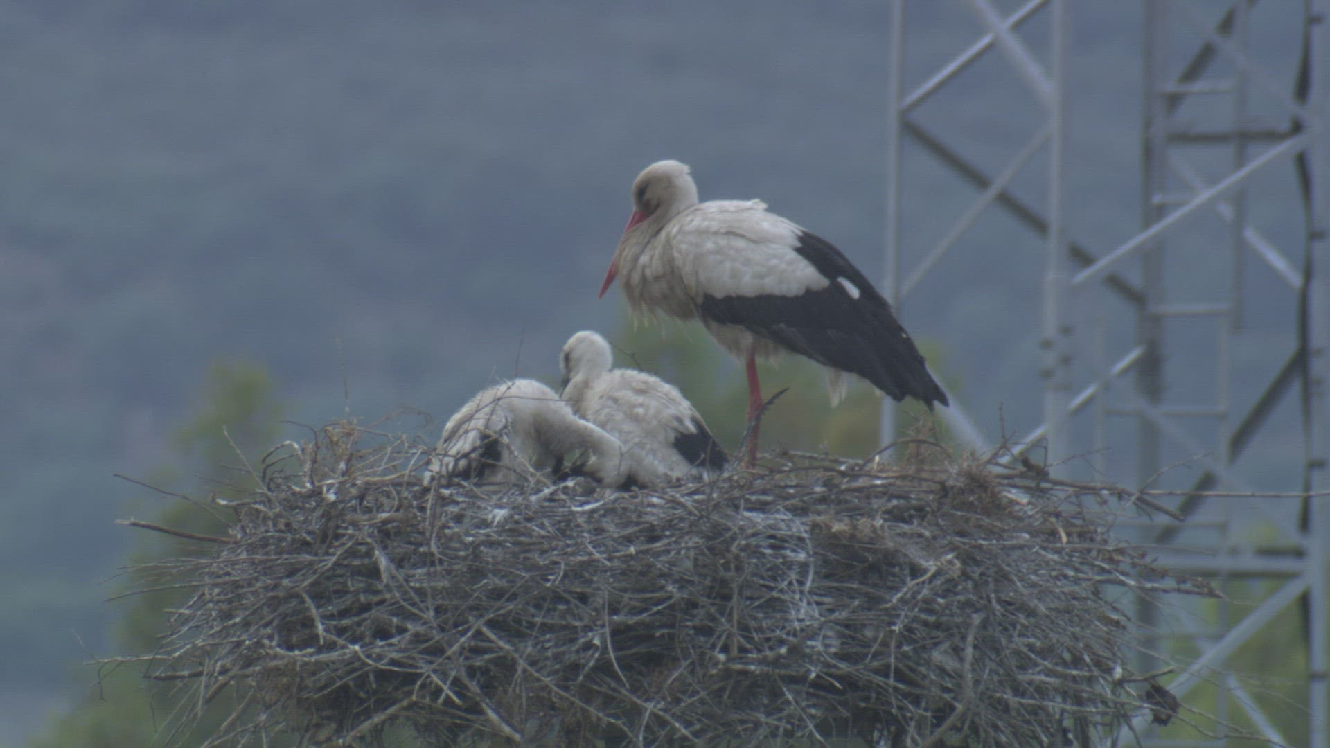 149094508 / White Stork / Storks' Nest / Andalusia / Spain