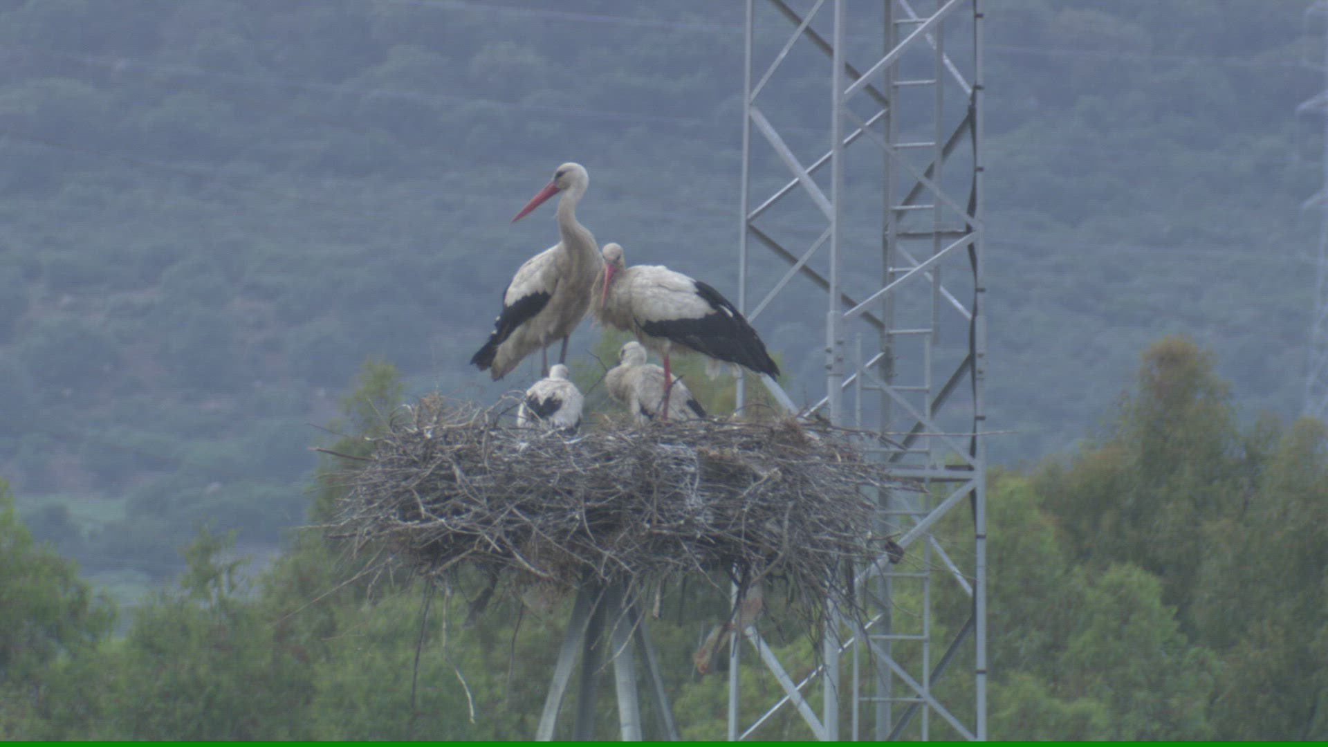 317521387 / White Stork / Storks' Nest / Andalusia / Spain