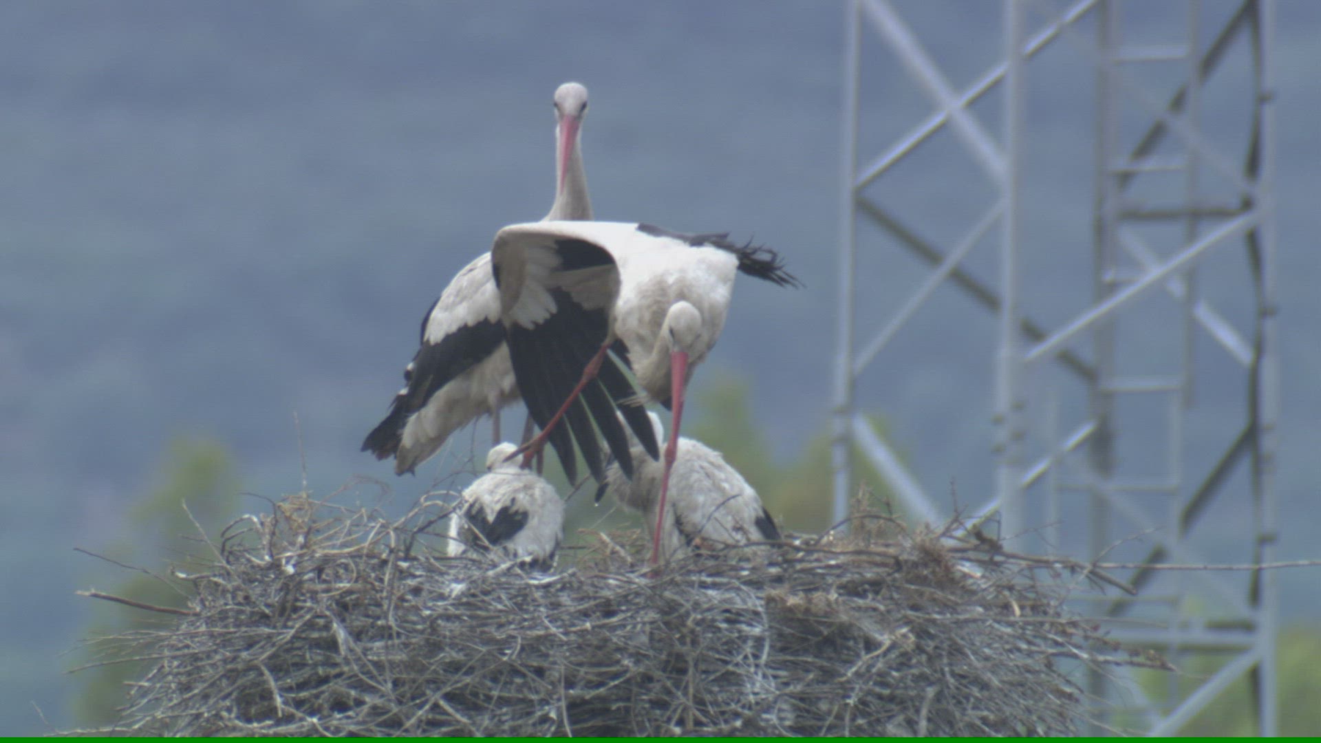 876596973 / White Stork / Storks' Nest / Andalusia / Spain