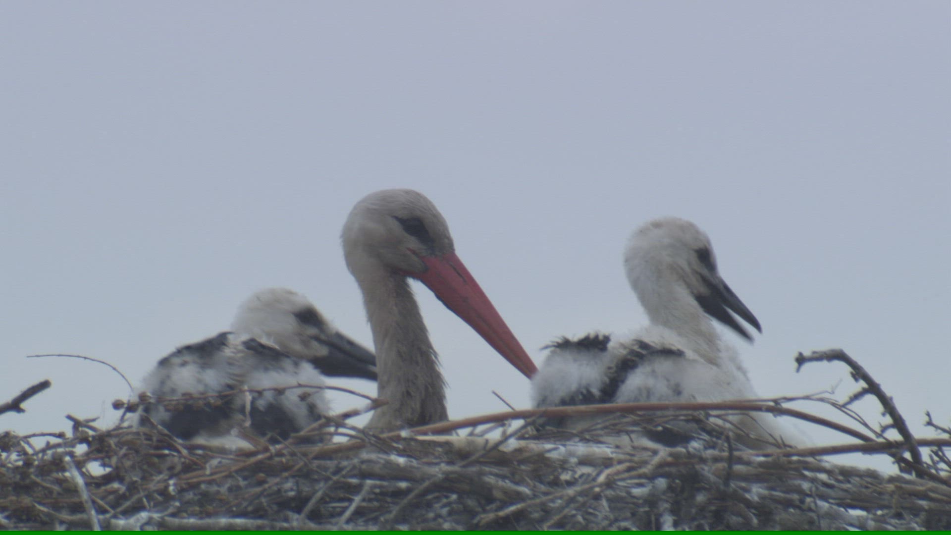 818292379 / White Stork / Storks' Nest / Andalusia / Spain