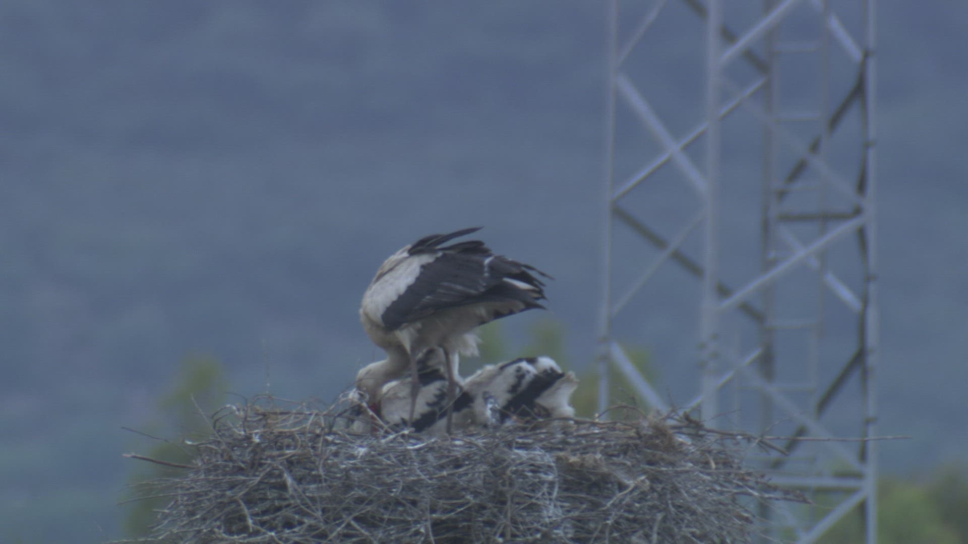 617118792 / White Stork / Storks' Nest / Andalusia / Spain
