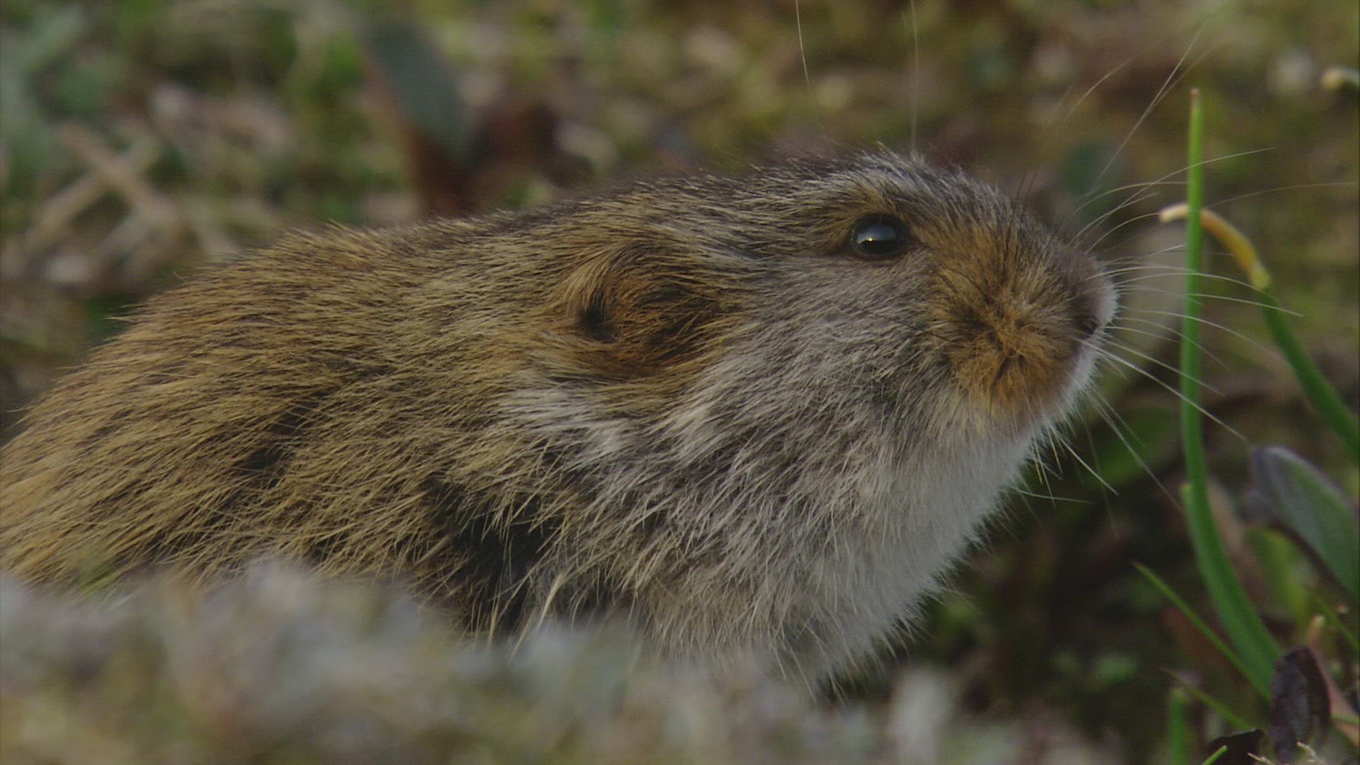 572001452 / Lemming / Rodent / Russia
