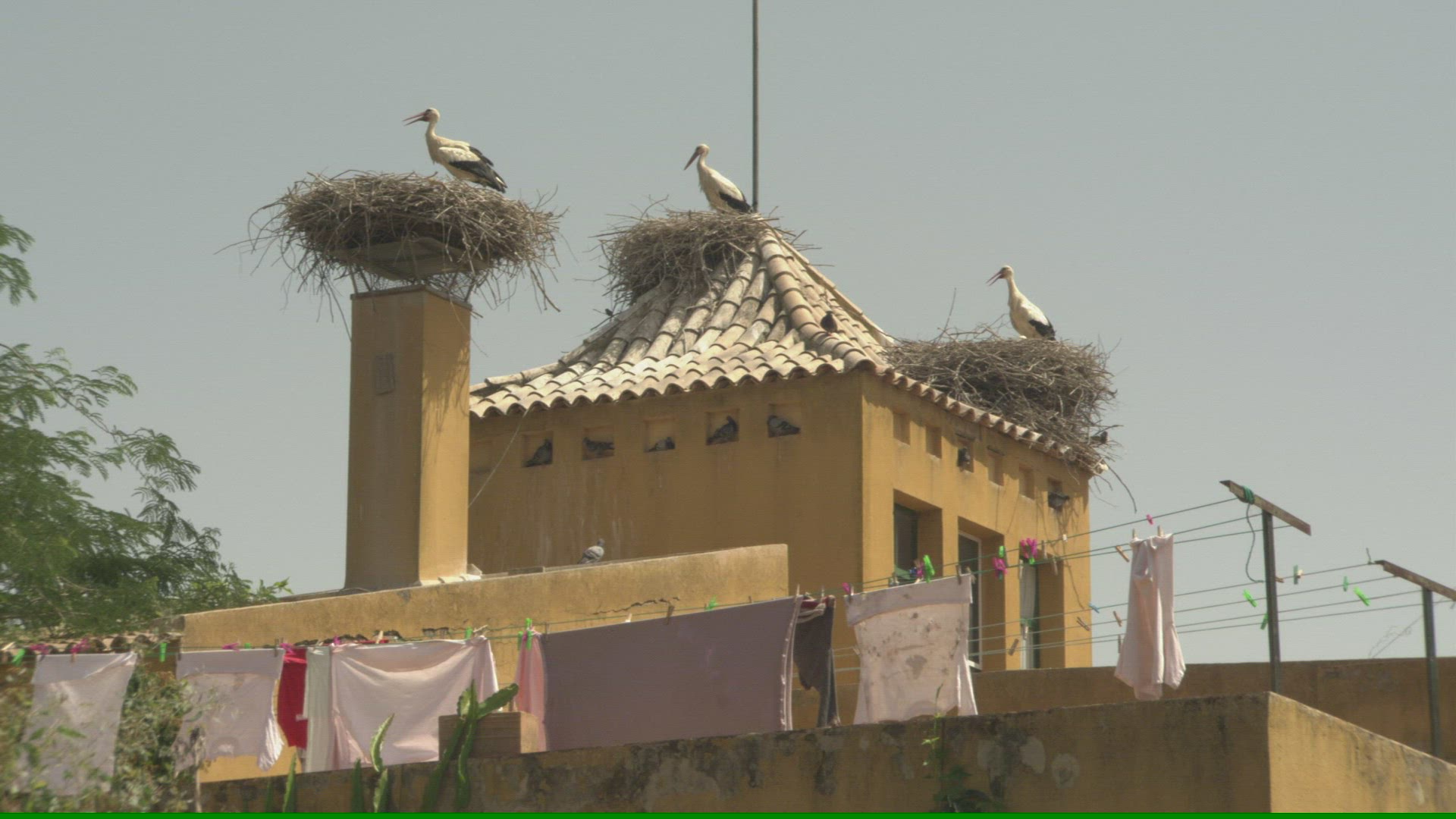 188411138 / Stork / Pigeon / Andalusia / Spain