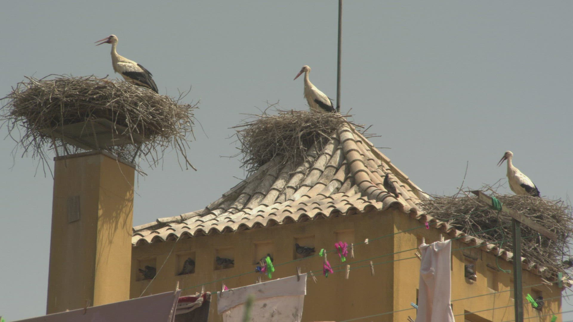 689344789 / Stork / Pigeon / Andalusia / Spain