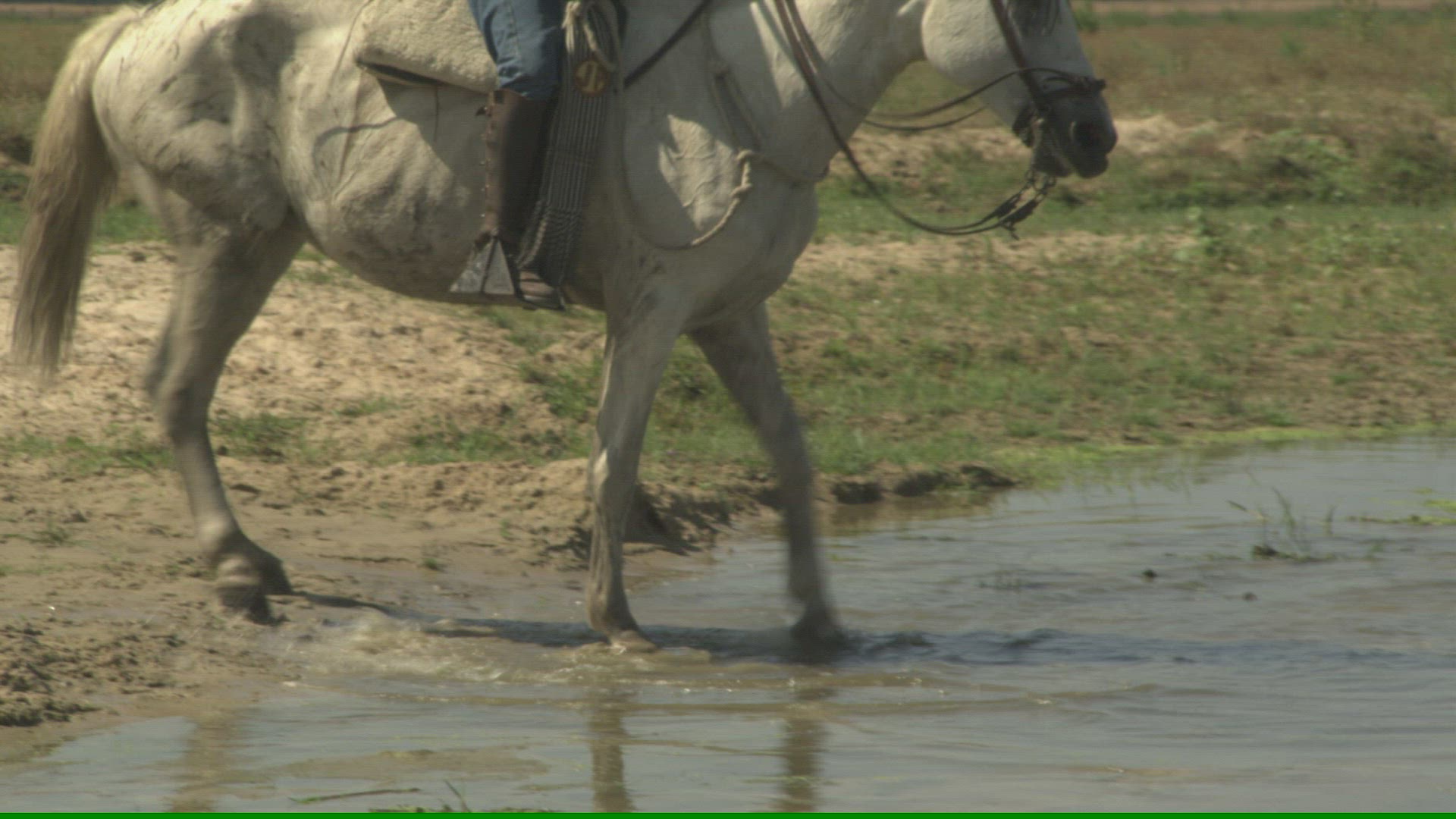 888788380 / Horse / Driving / Andalusia / Spain