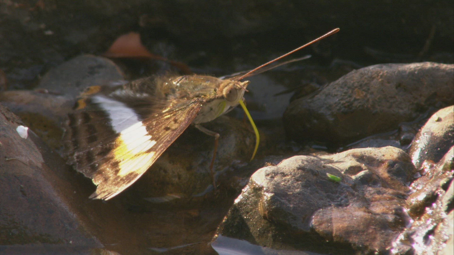 273460222 / Butterfly / Drinking / South America