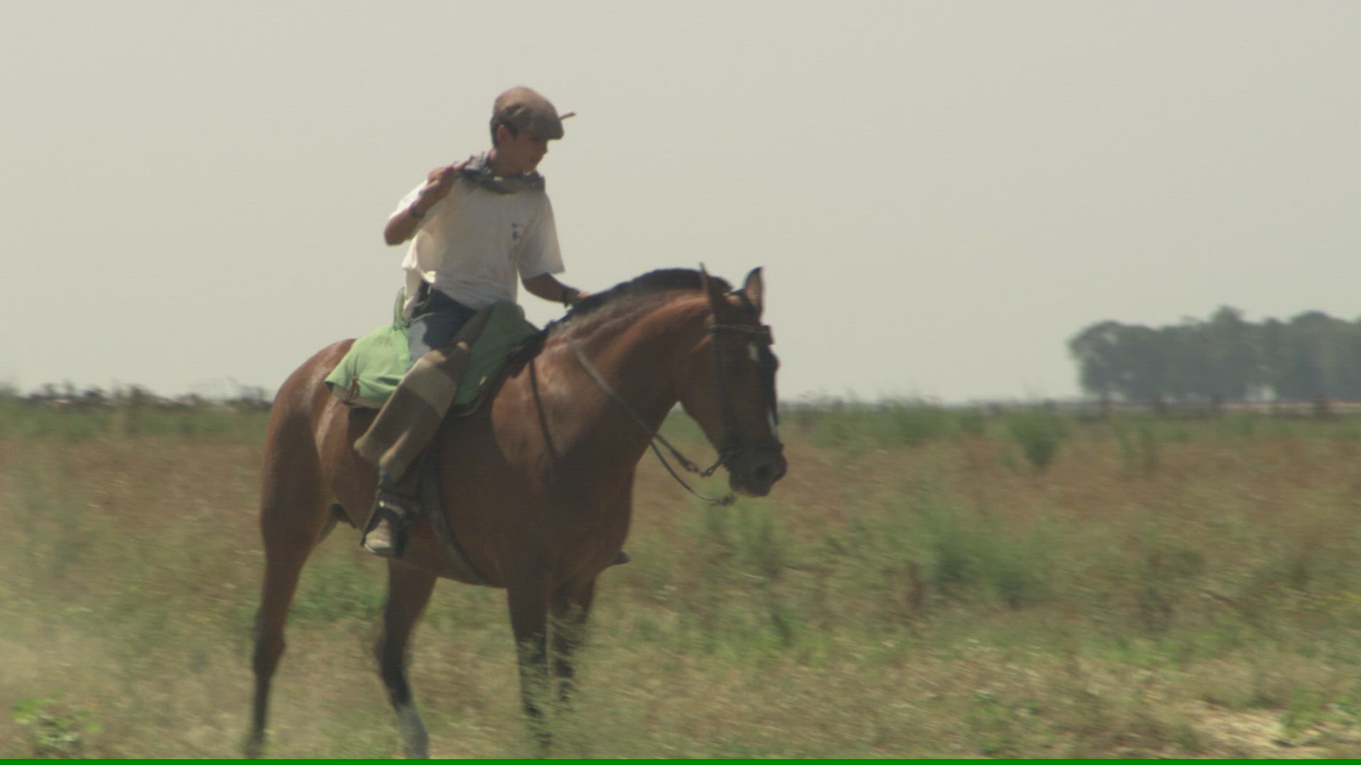 917341462 / Horse / Driving / Andalusia / Spain