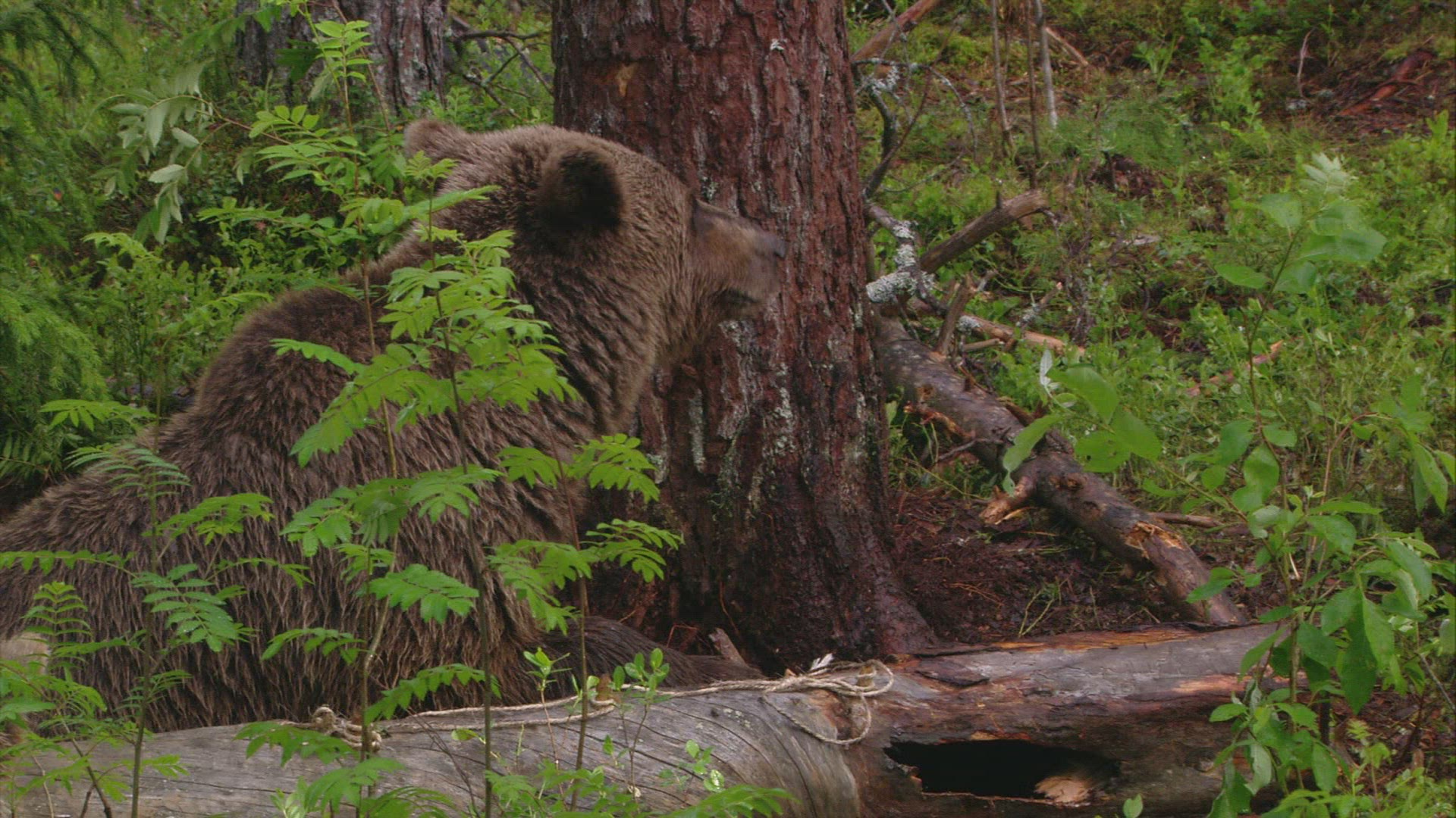274967714 / Bear / Animal Family / Beehive / Finland