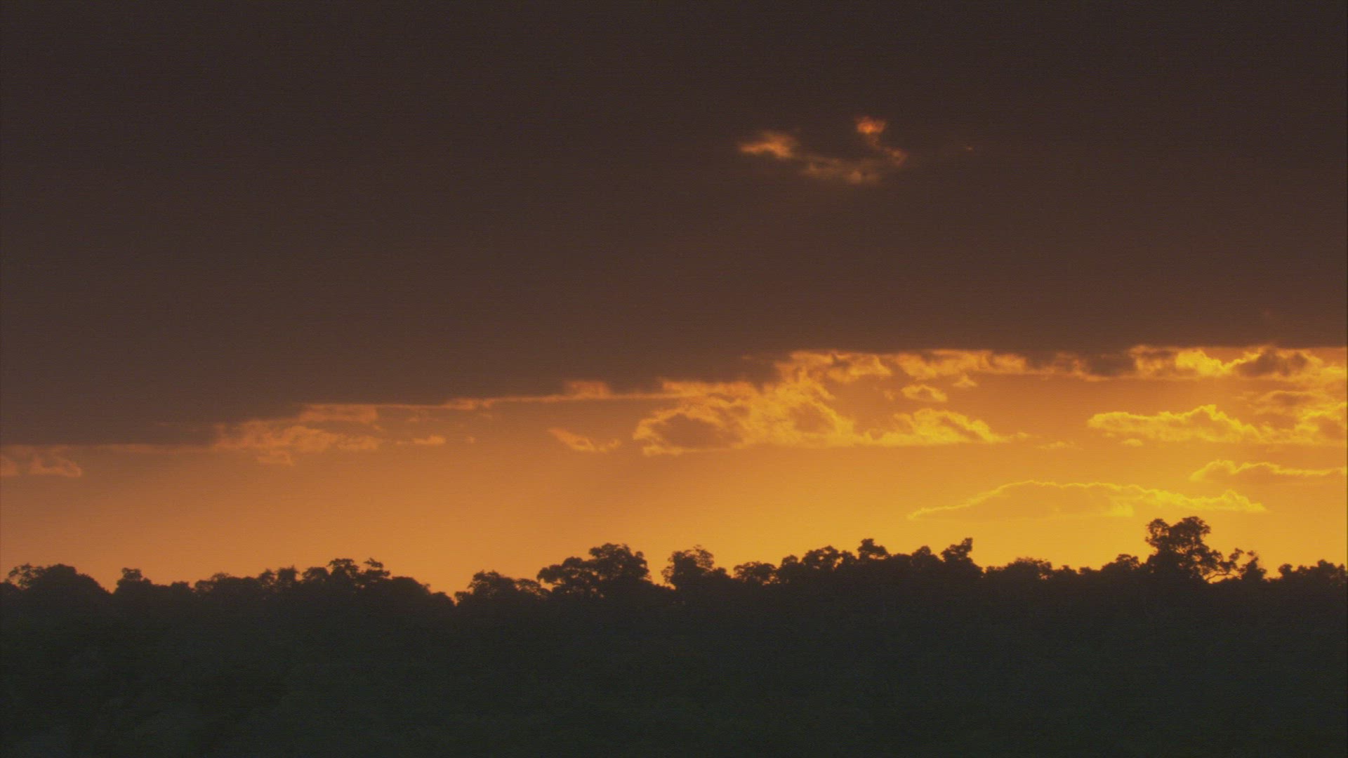831106365 / Sunset / Rainforest / South America