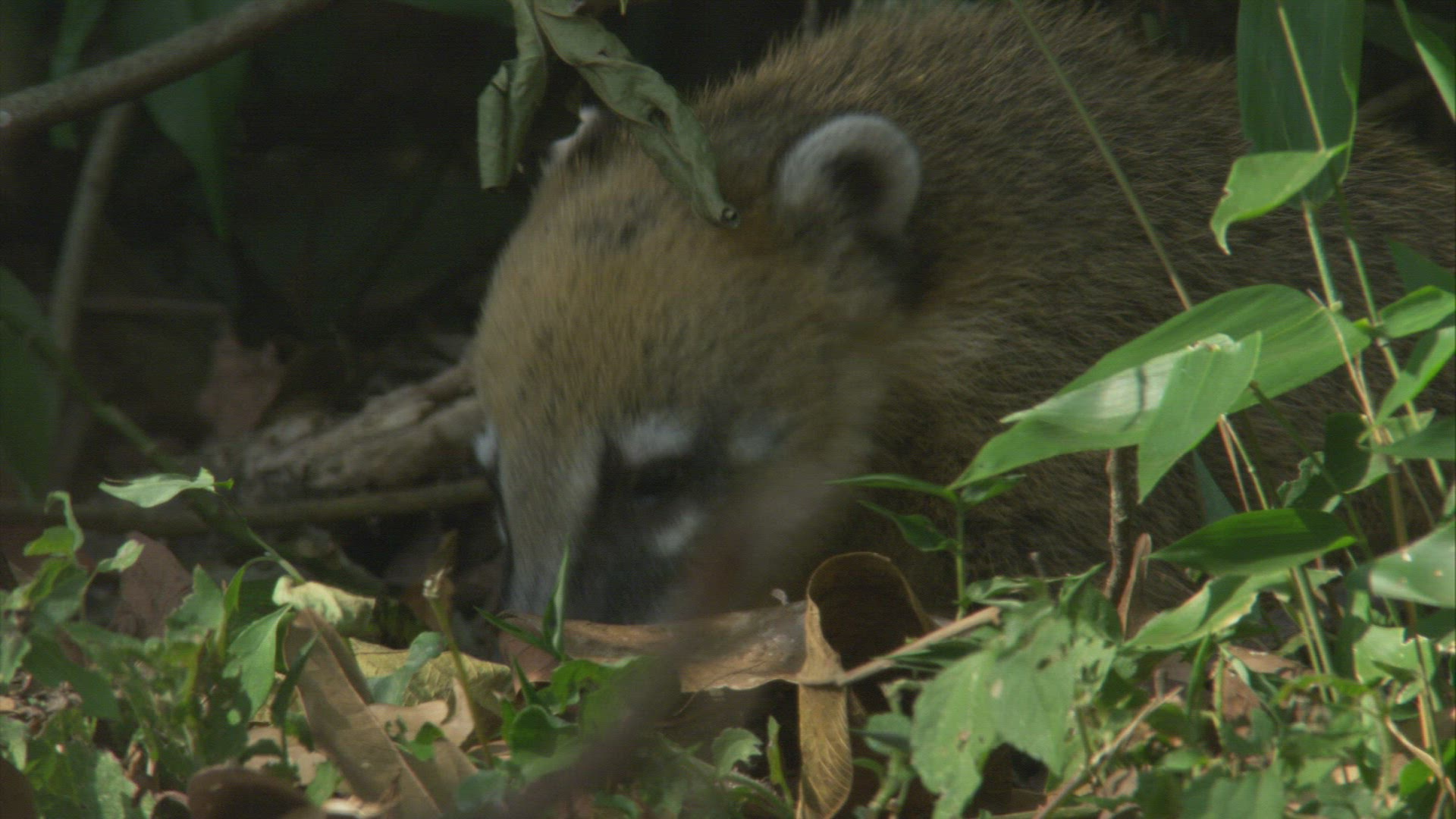 246146879 / Coati / Rainforest / South America