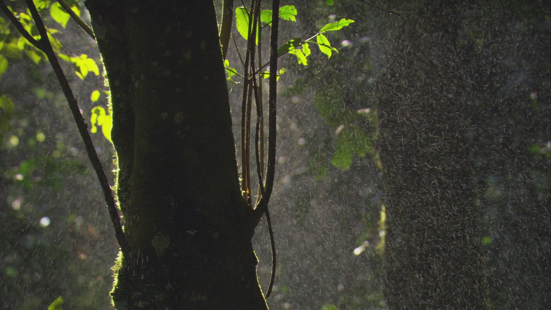 545157507 / Time of Day / Rainforest / South America