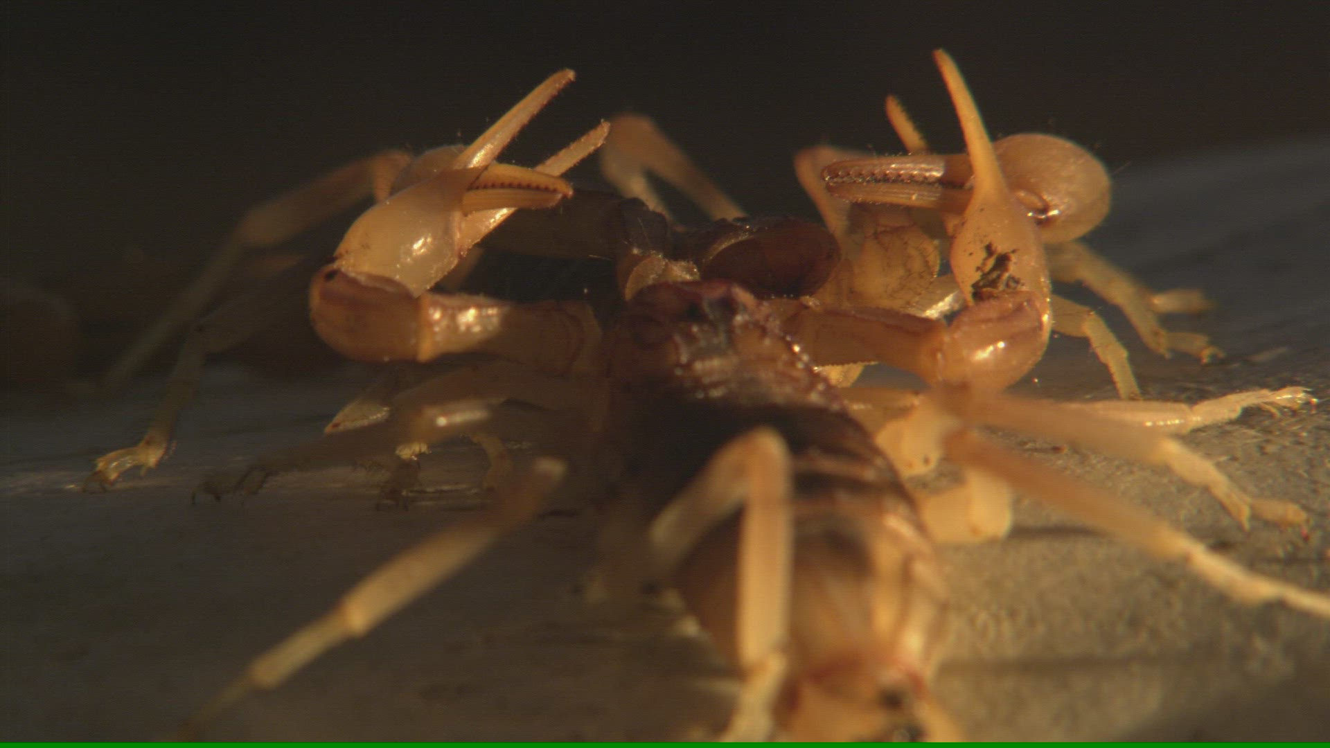 677642230 / Scorpion / Mating Dance / Andalusia / Spain