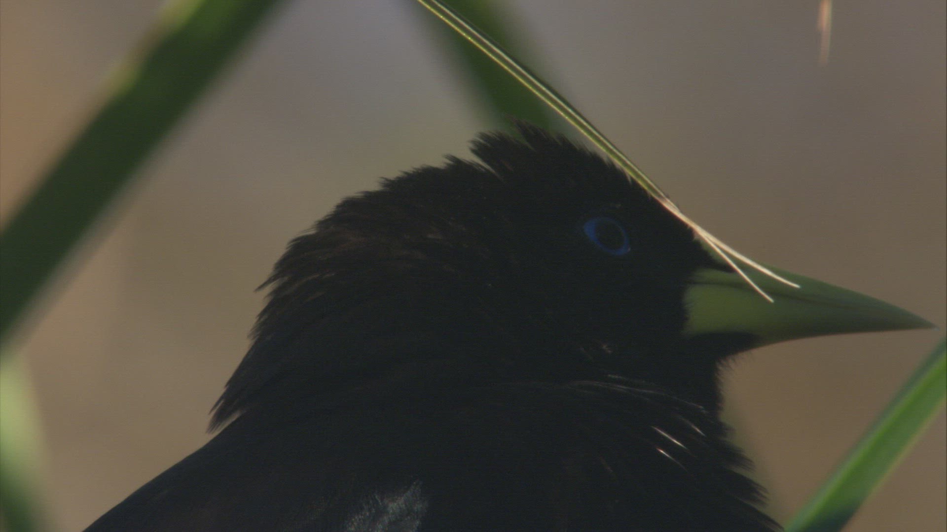 901567813 / Red-rumped Cacique / South America