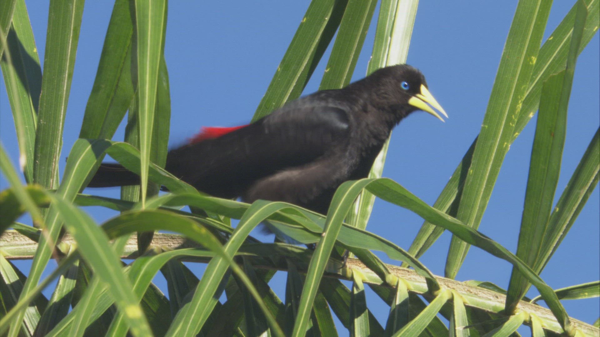 613280439 / Red-rumped Cacique / South America