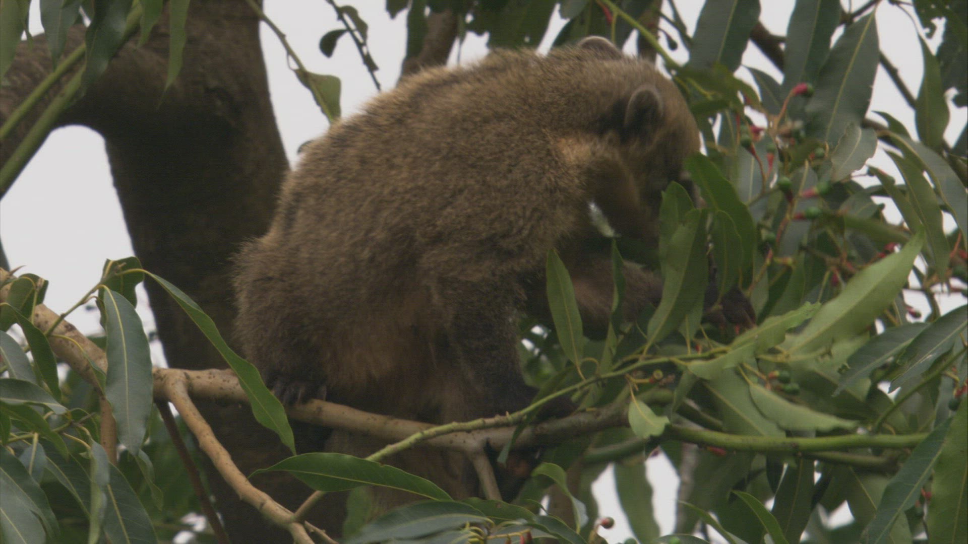 491370807 / Coati / Tree / South America
