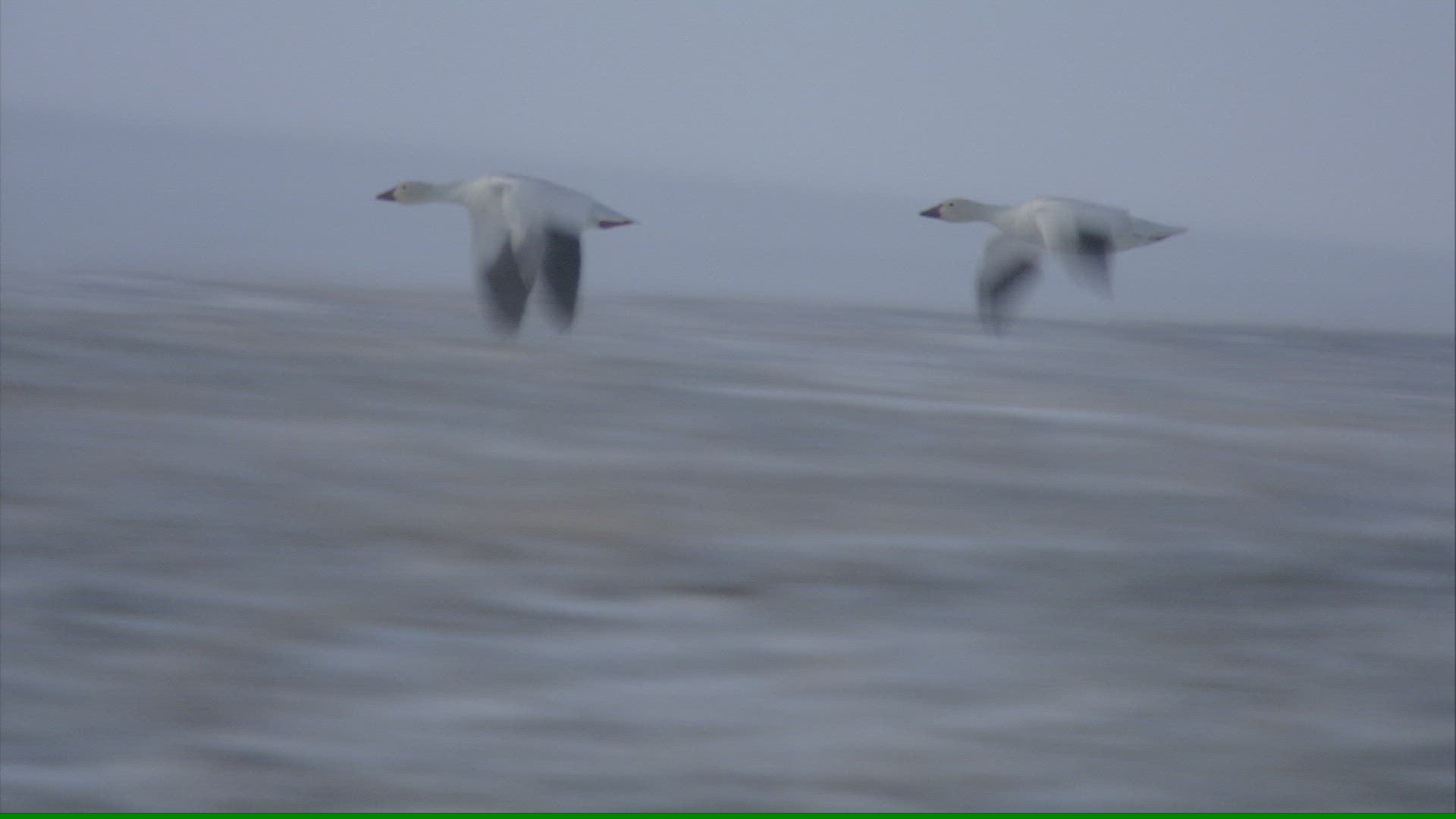 400143046 / Snow Goose / Flying / Arctic
