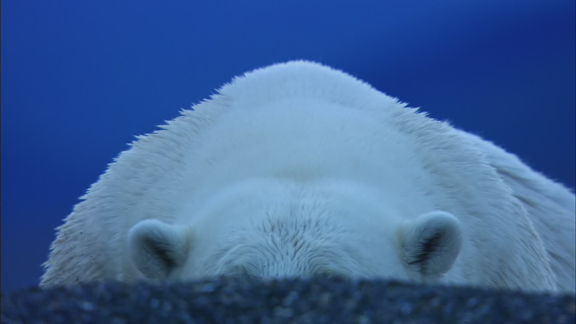 186681909 / Polar Bear / Evening / Arctic