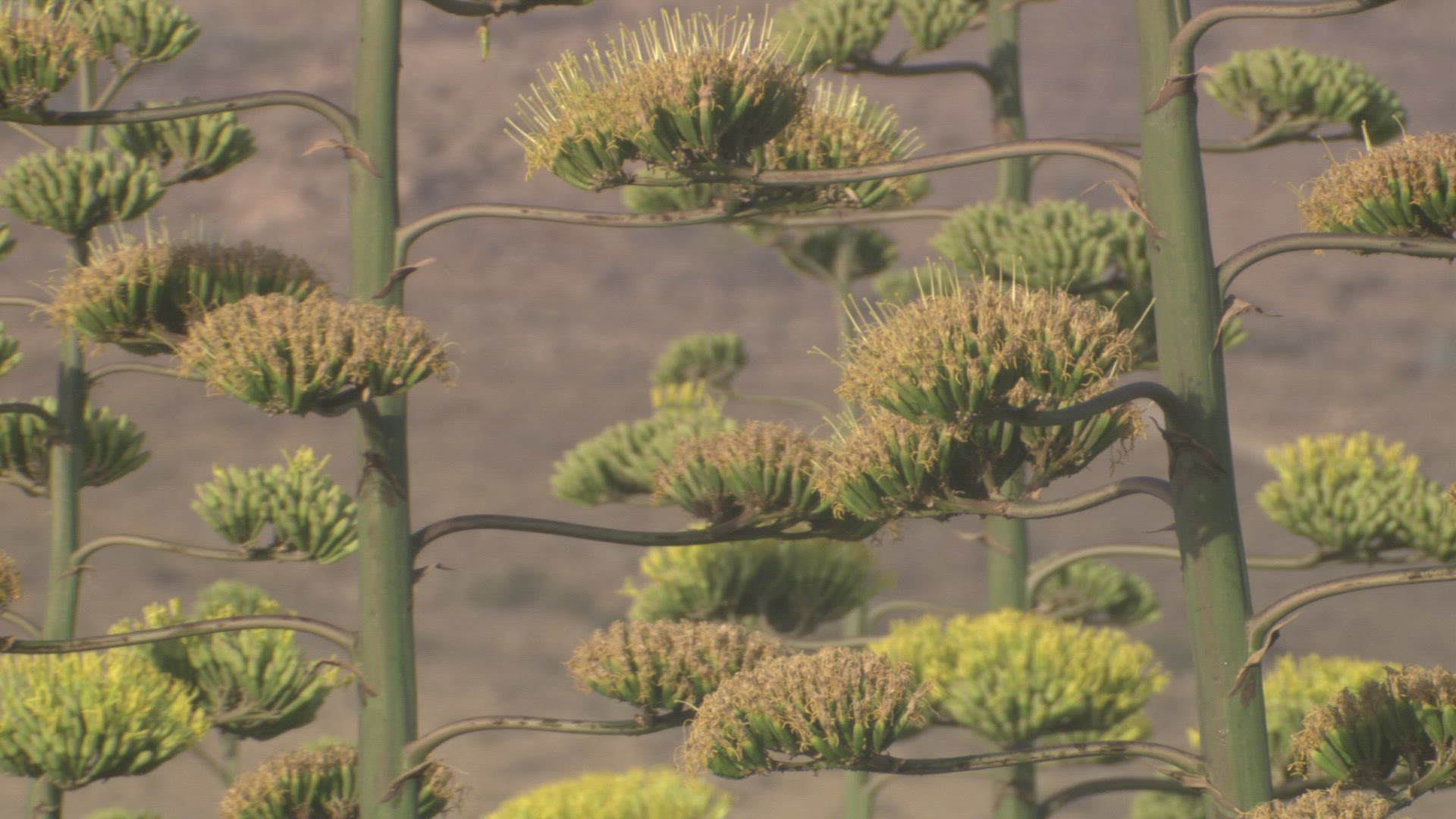 993964739 / Agave / Blossom / Andalusia / Spain