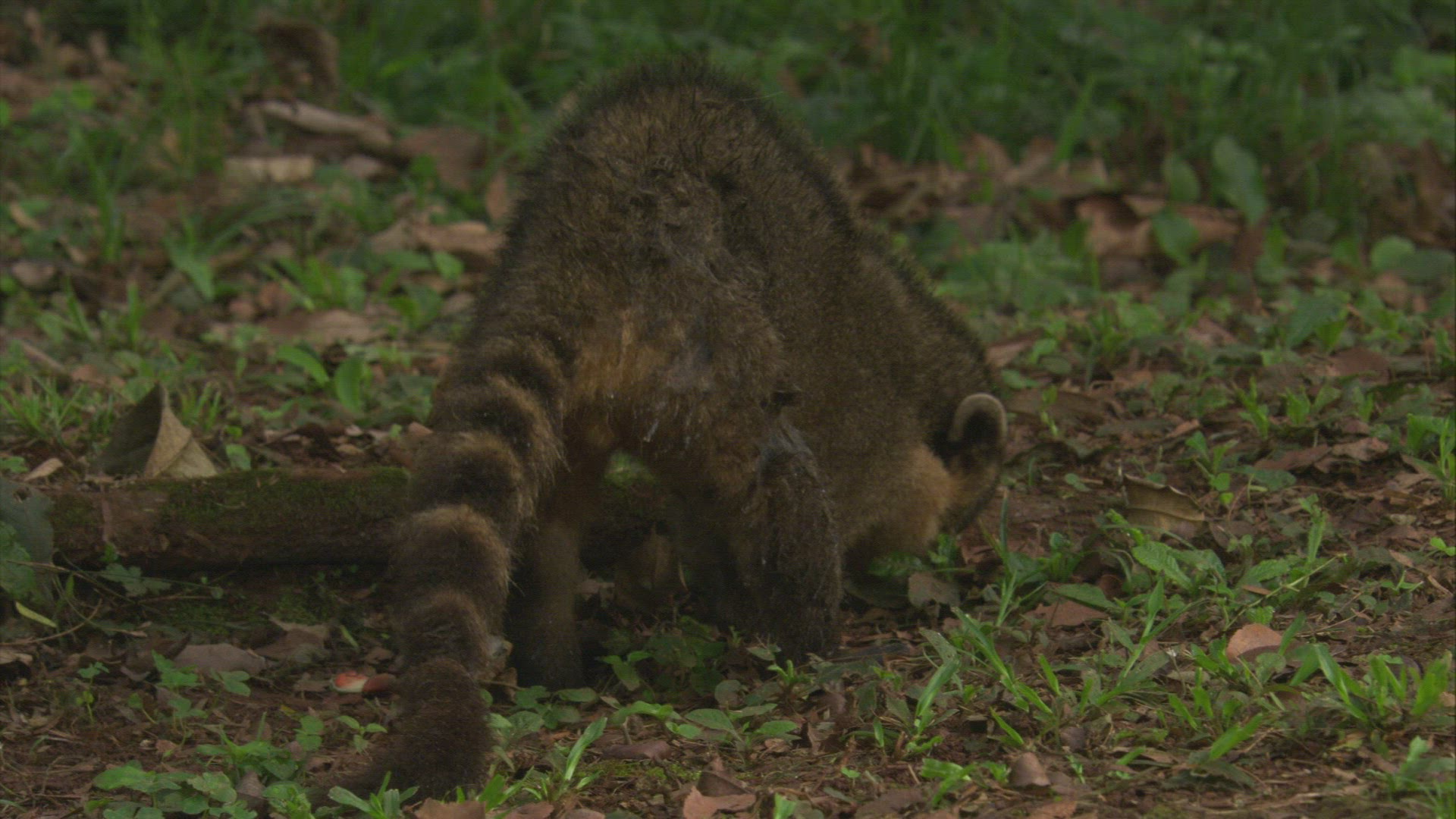 307953818 / Coati / Rainforest / South America