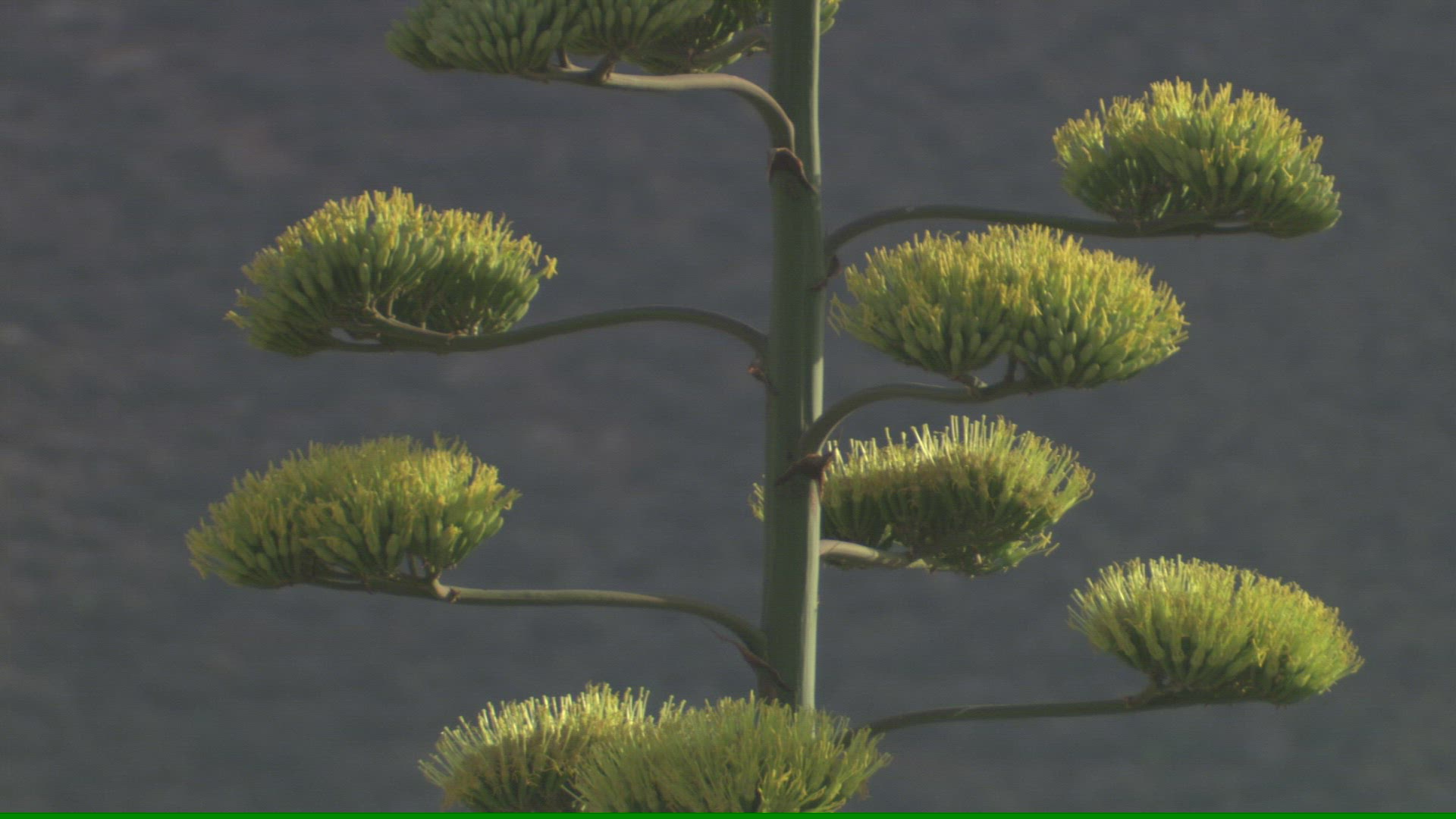 700329678 / Agave / Blossom / Andalusia / Spain