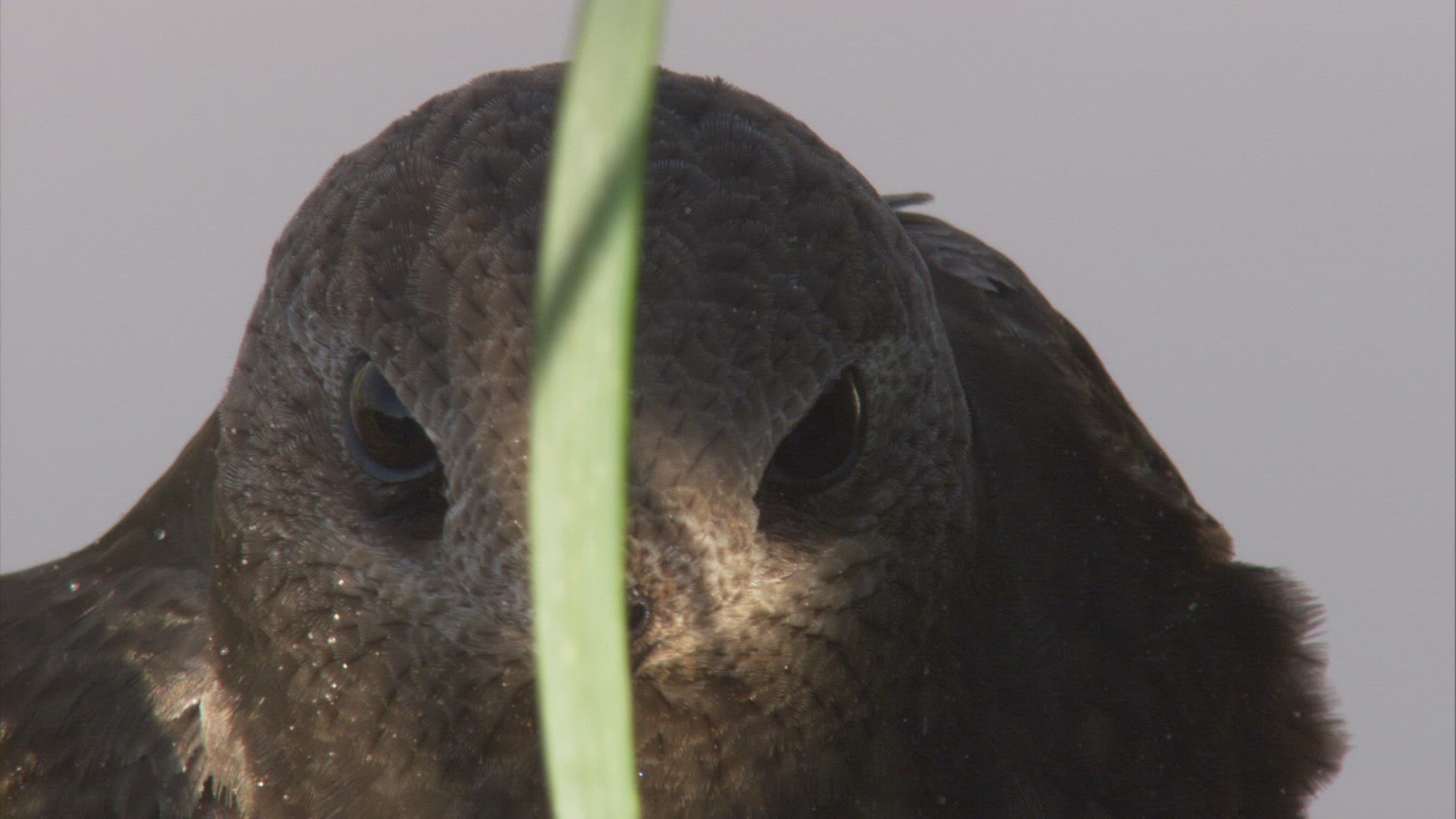 989128446 / Great Dusky Swift / South America