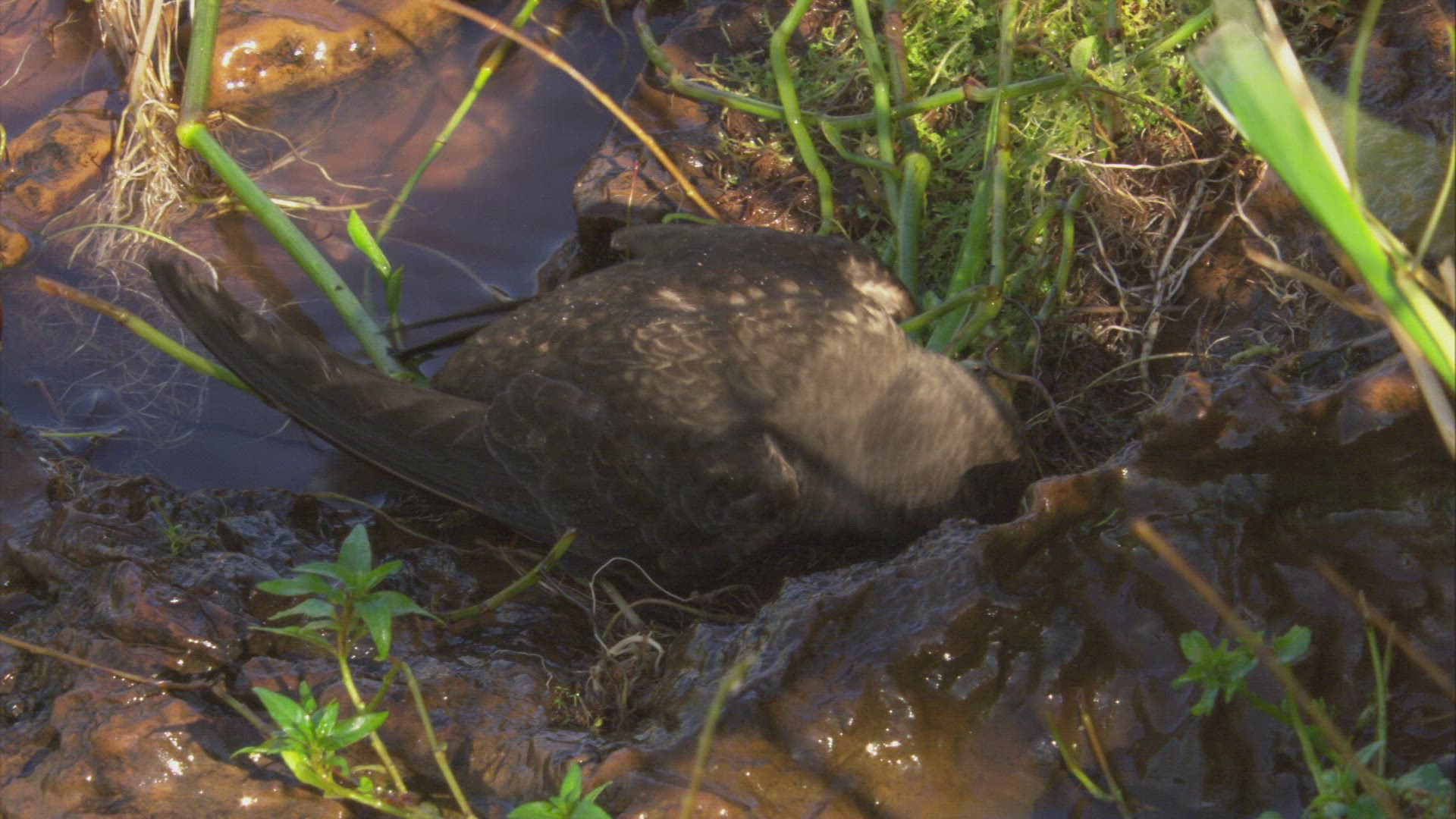 170459363 / Great Dusky Swift / South America