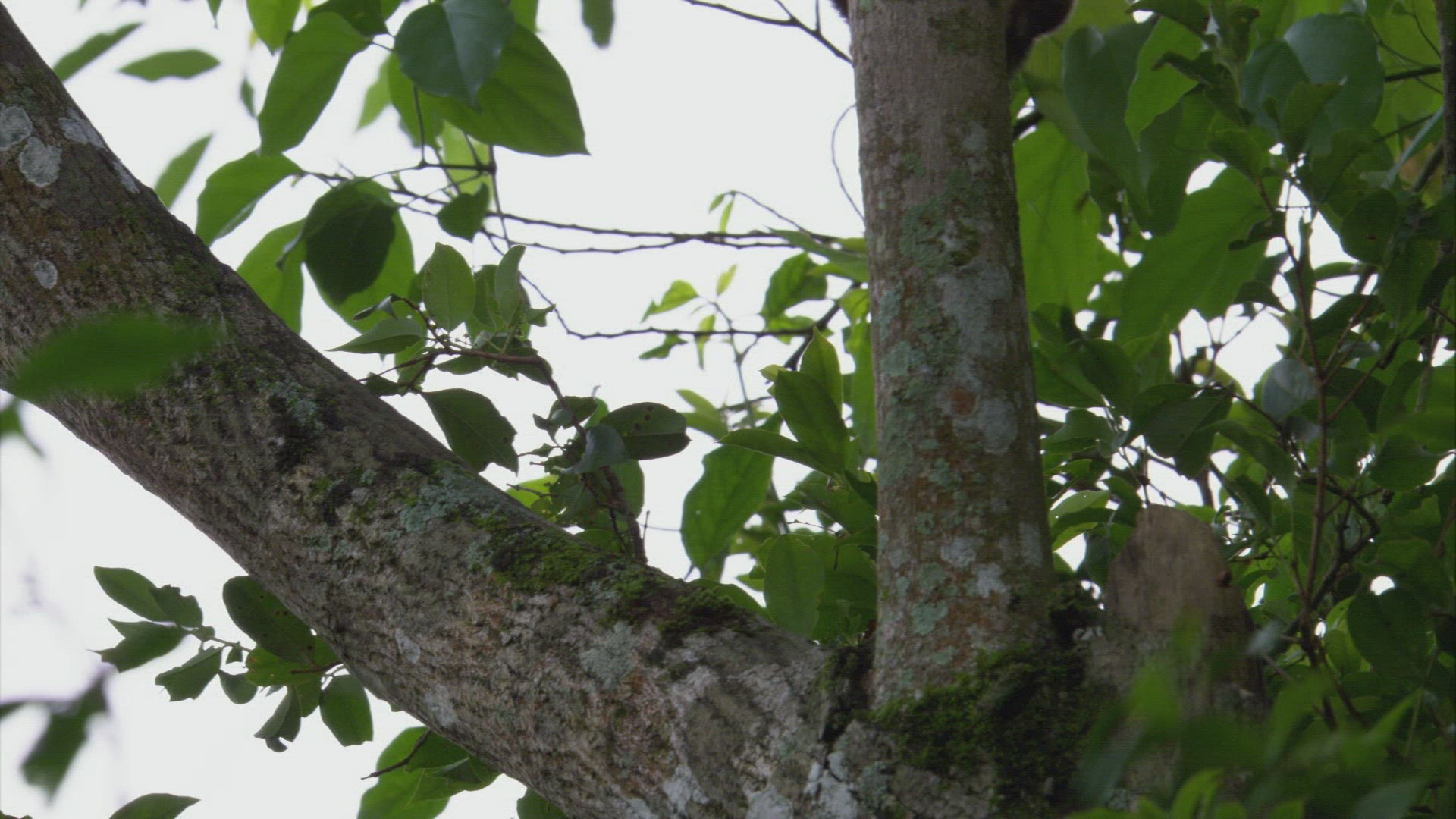 530482194 / Coati / Rainforest / South America