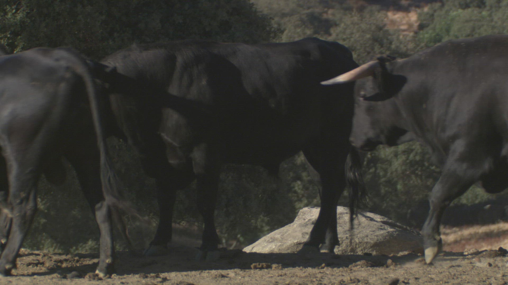 850429386 / Bull / Andalusia / Spain